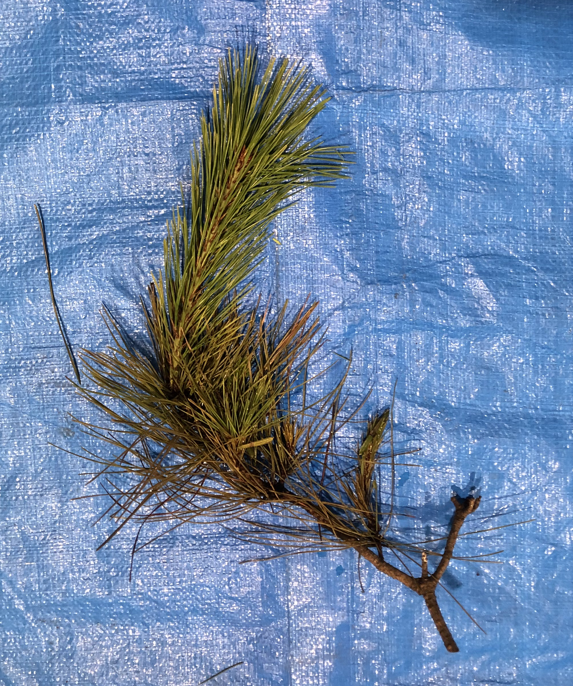 アカマツ - Pinus densiflora 
