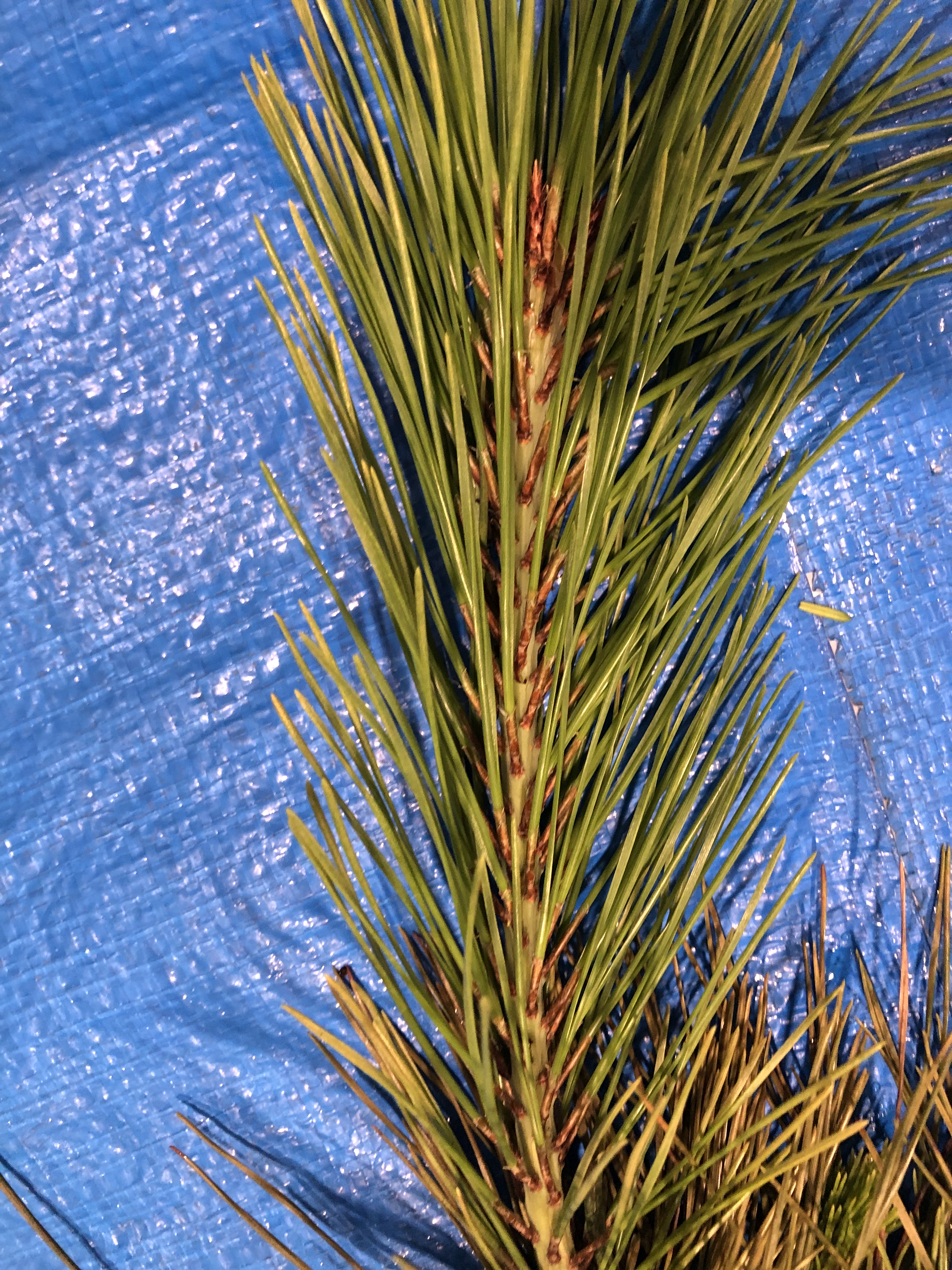 アカマツ - Pinus densiflora 