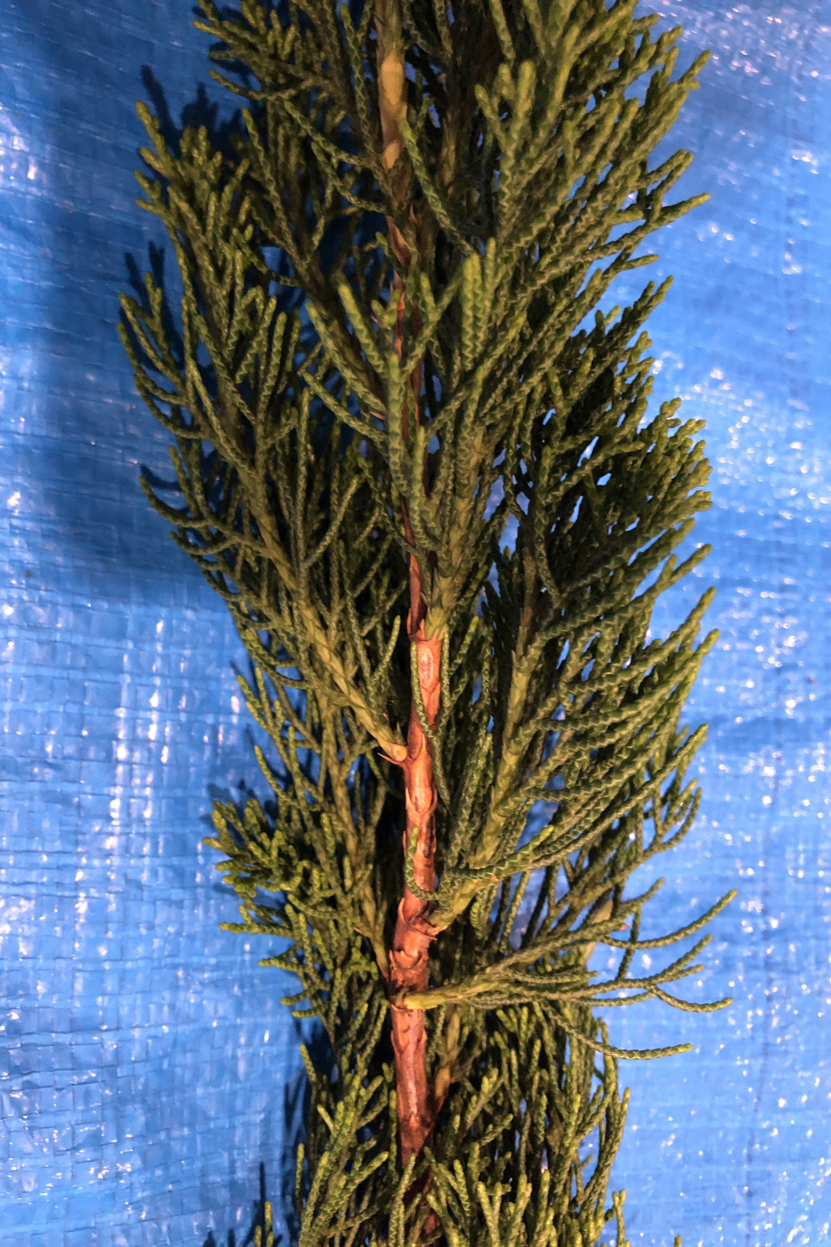 カイズカイブキ - Juniperus chinensis 'Kaizuka'