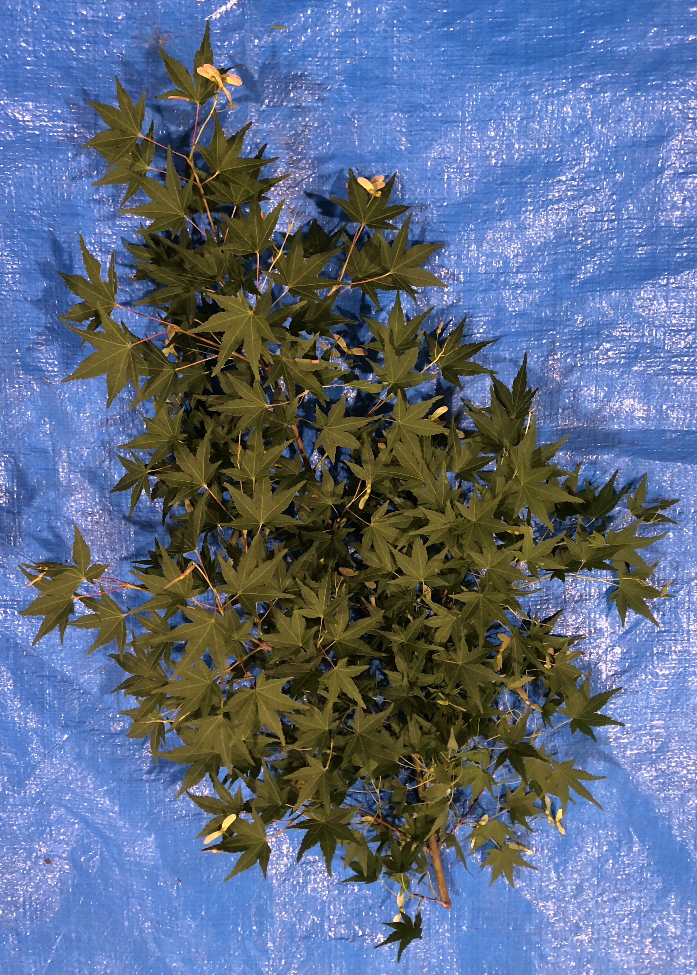 イロハモミジ - Acer palmatum