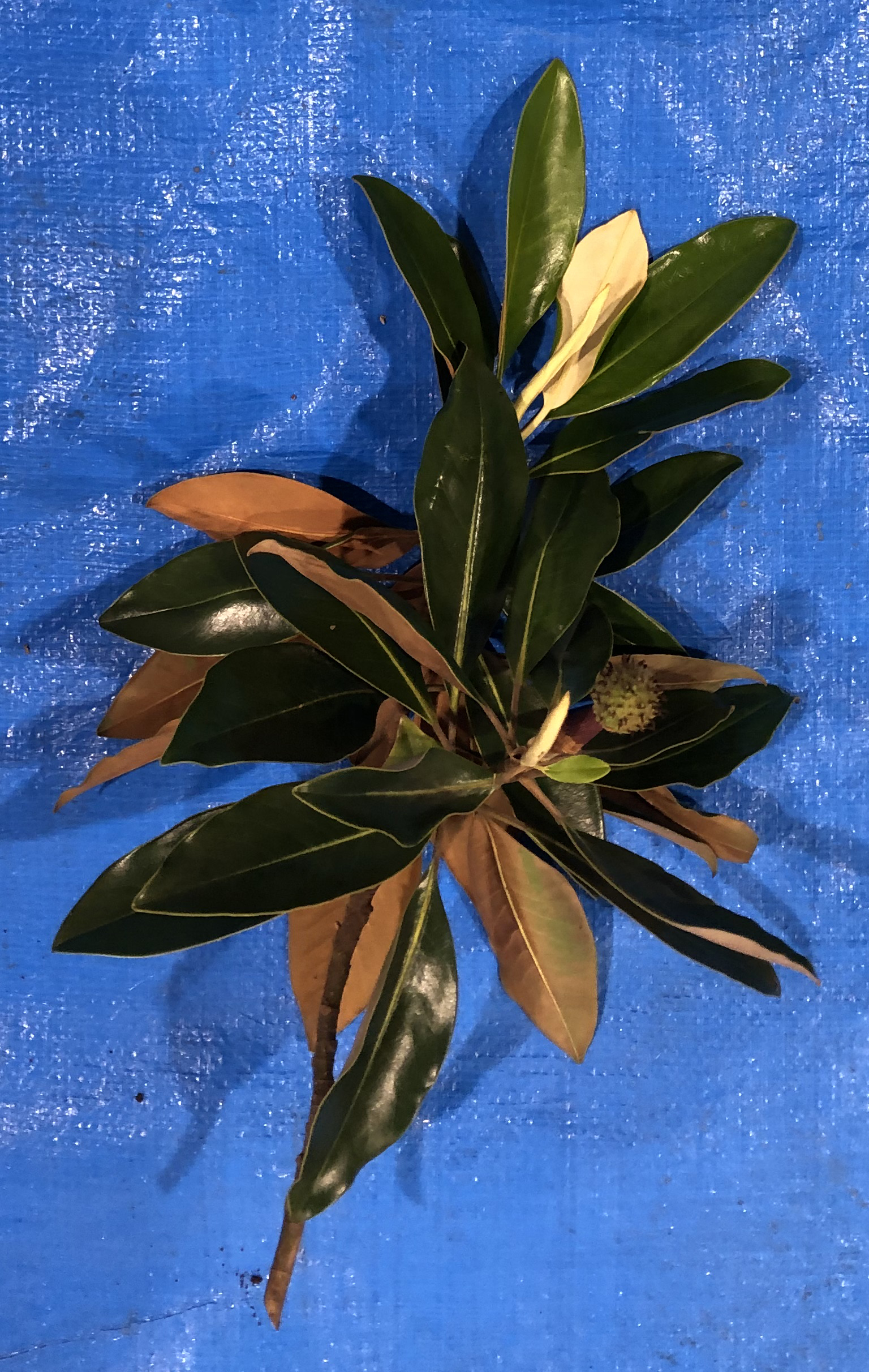 タイサンボク - Magnolia grandiflora