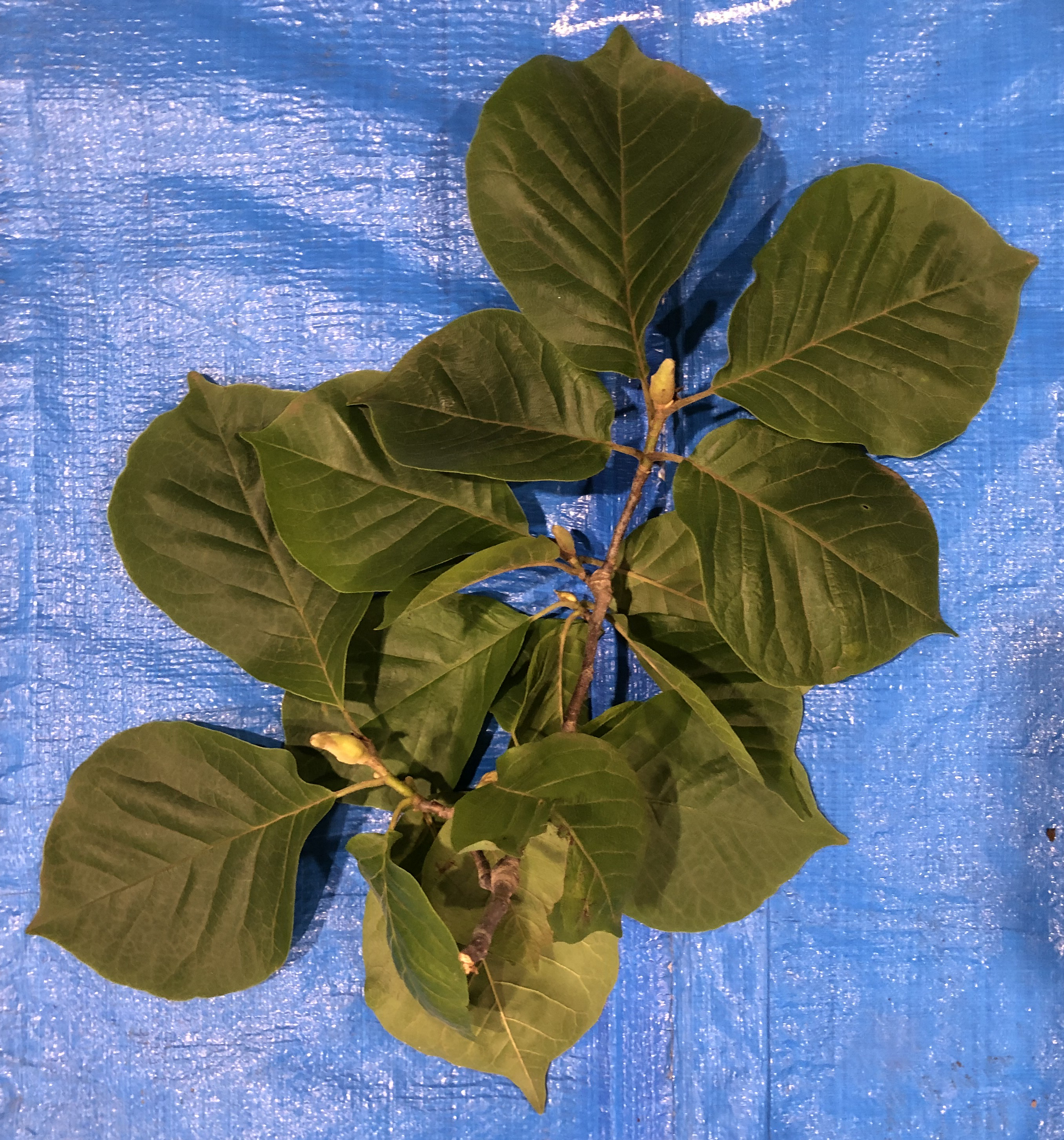 ハクモクレン - Magnolia denudata
