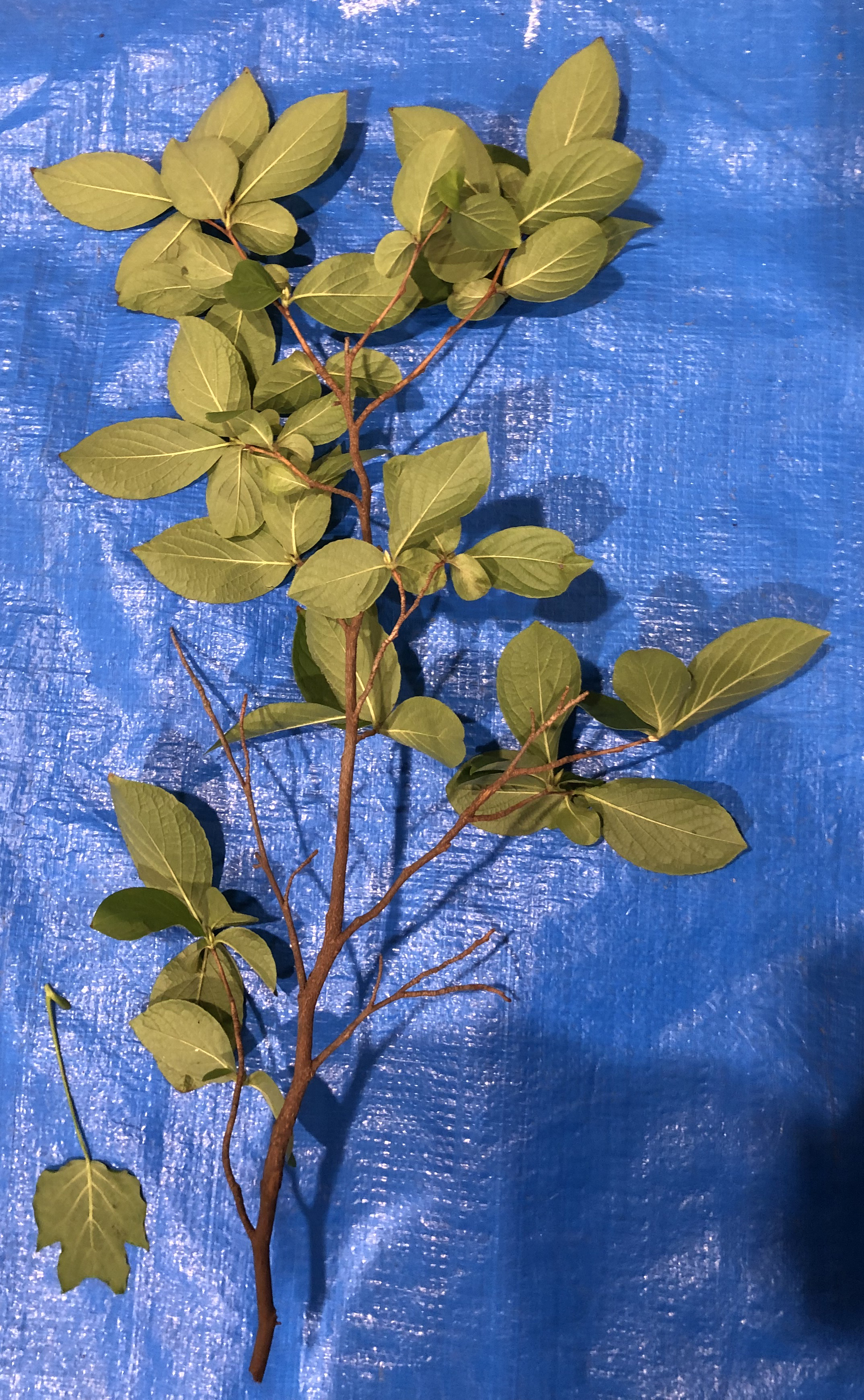ナツツバキ - Stewartia pseudocamellia
