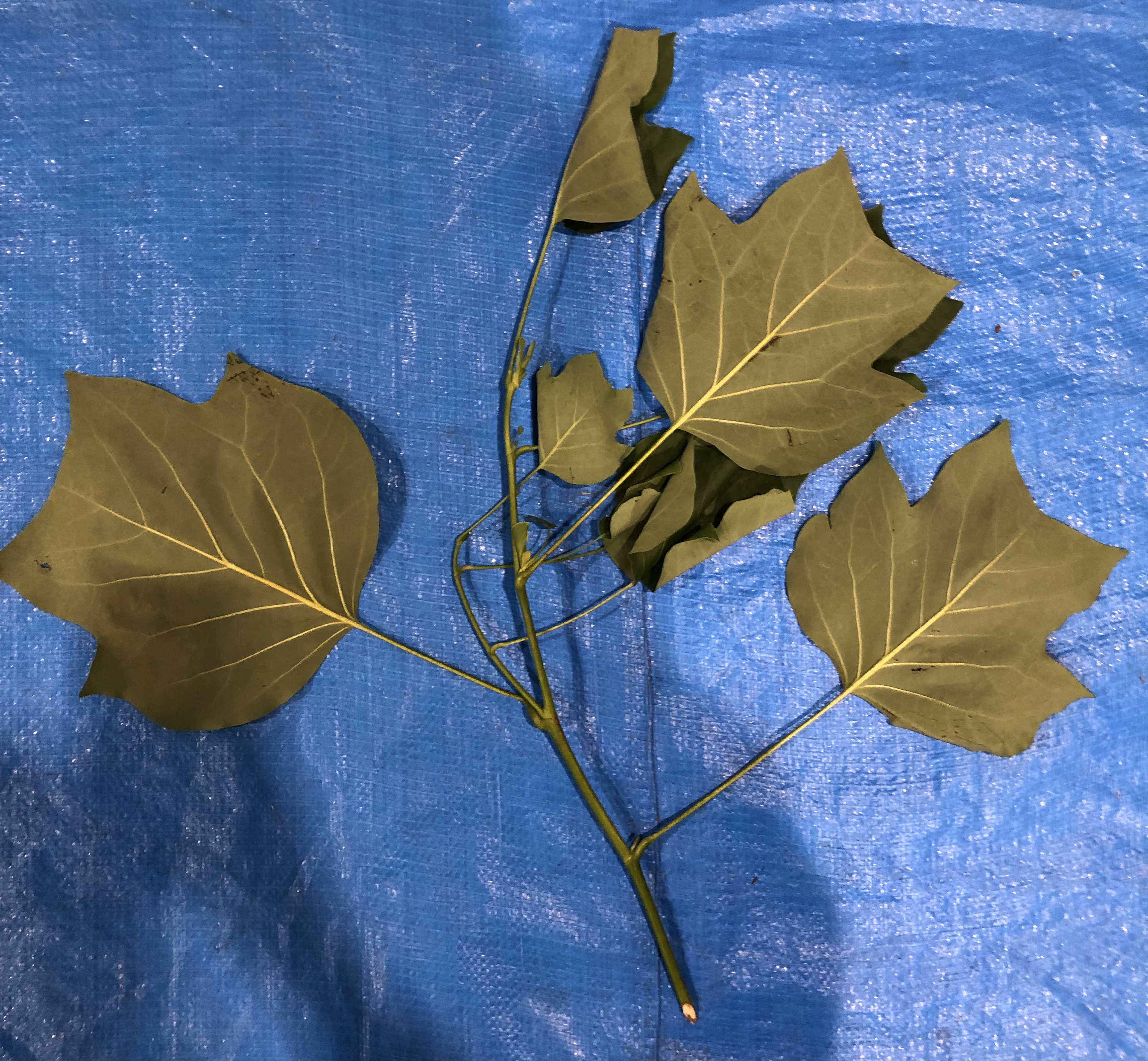 ユリノキ - Liriodendron tulipifera