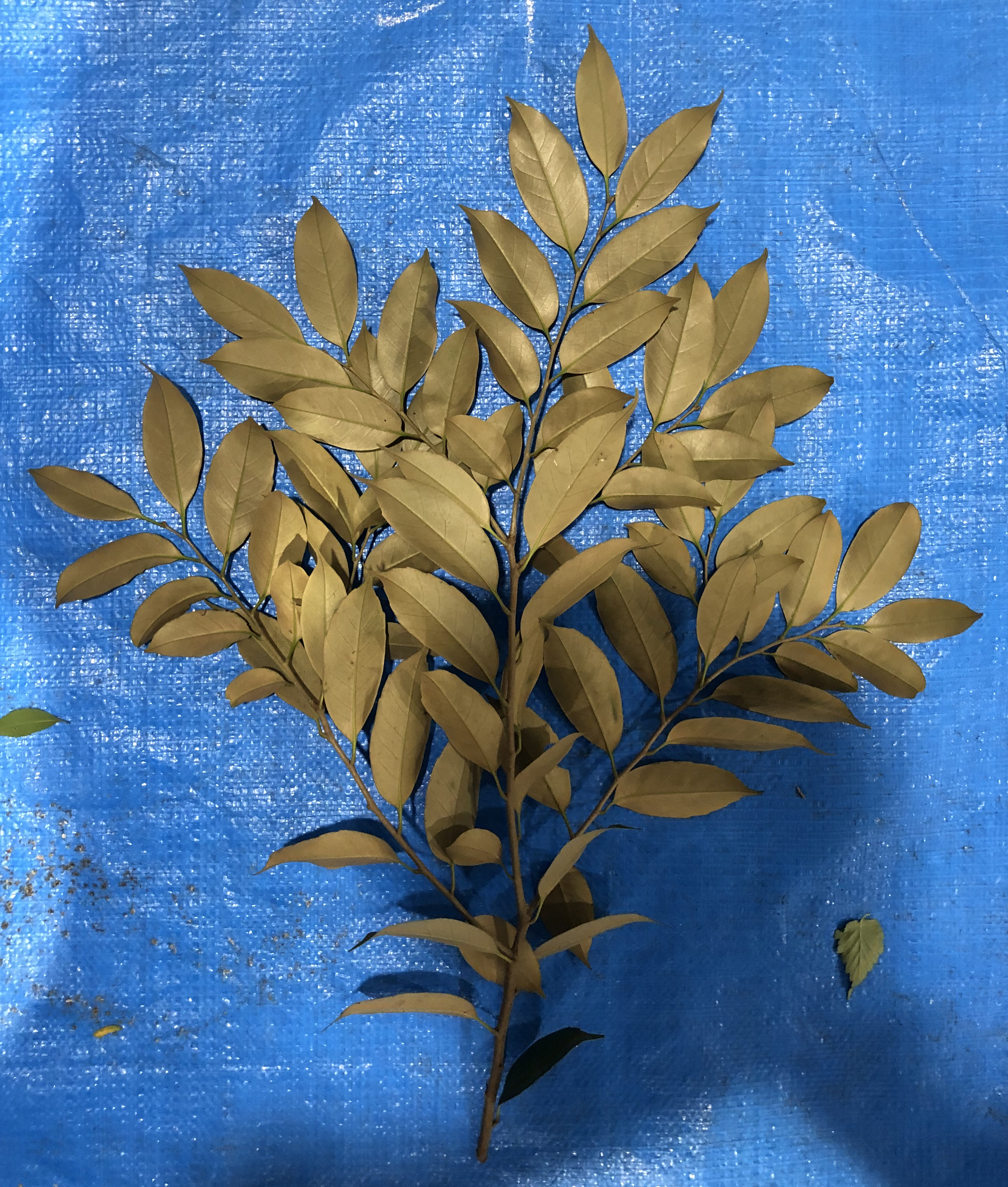 スダジイ - Castanopsis sieboldii