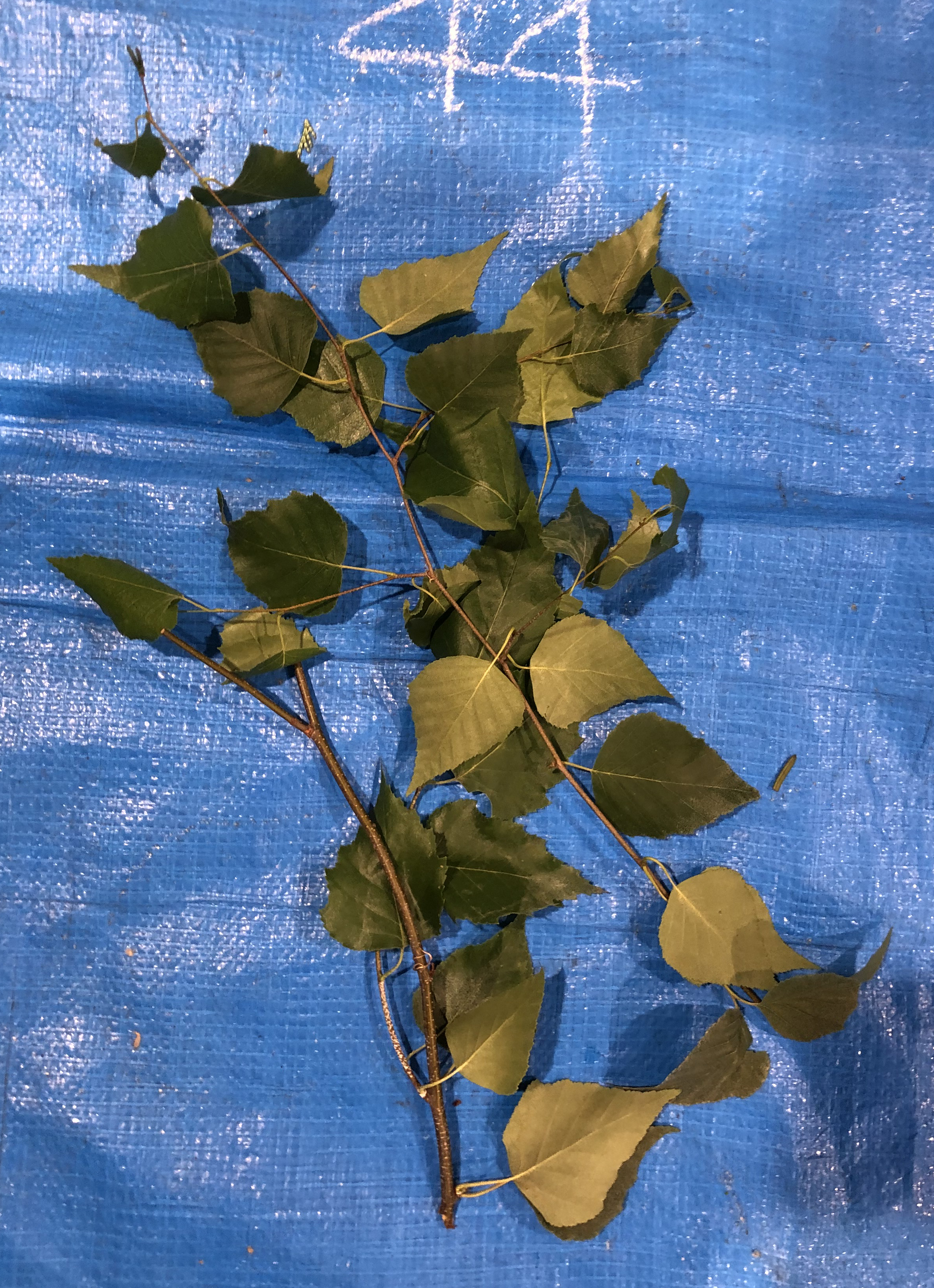 シラカンバ - Betula platyphylla