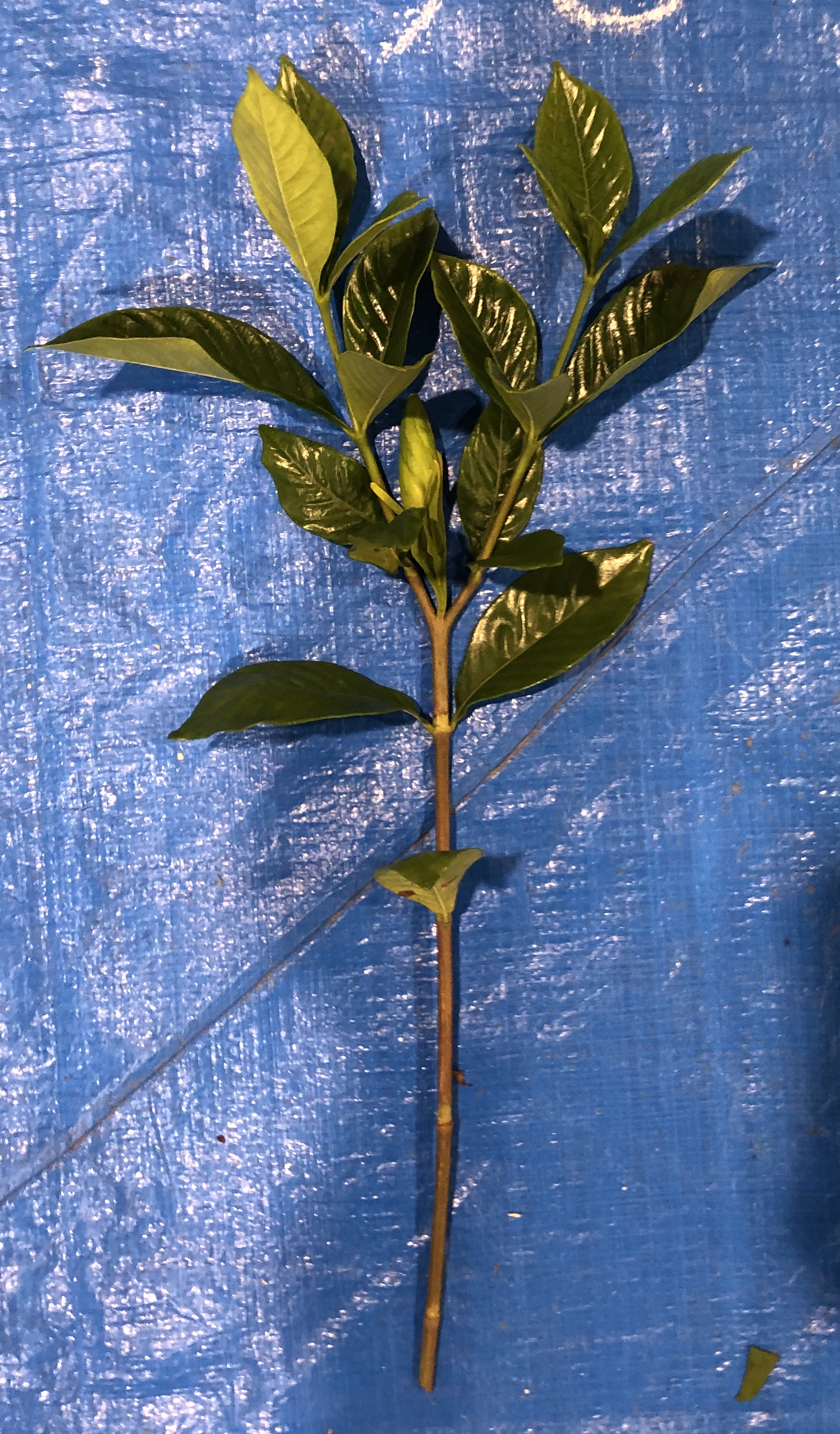 クチナシ - Gardenia jasminoides