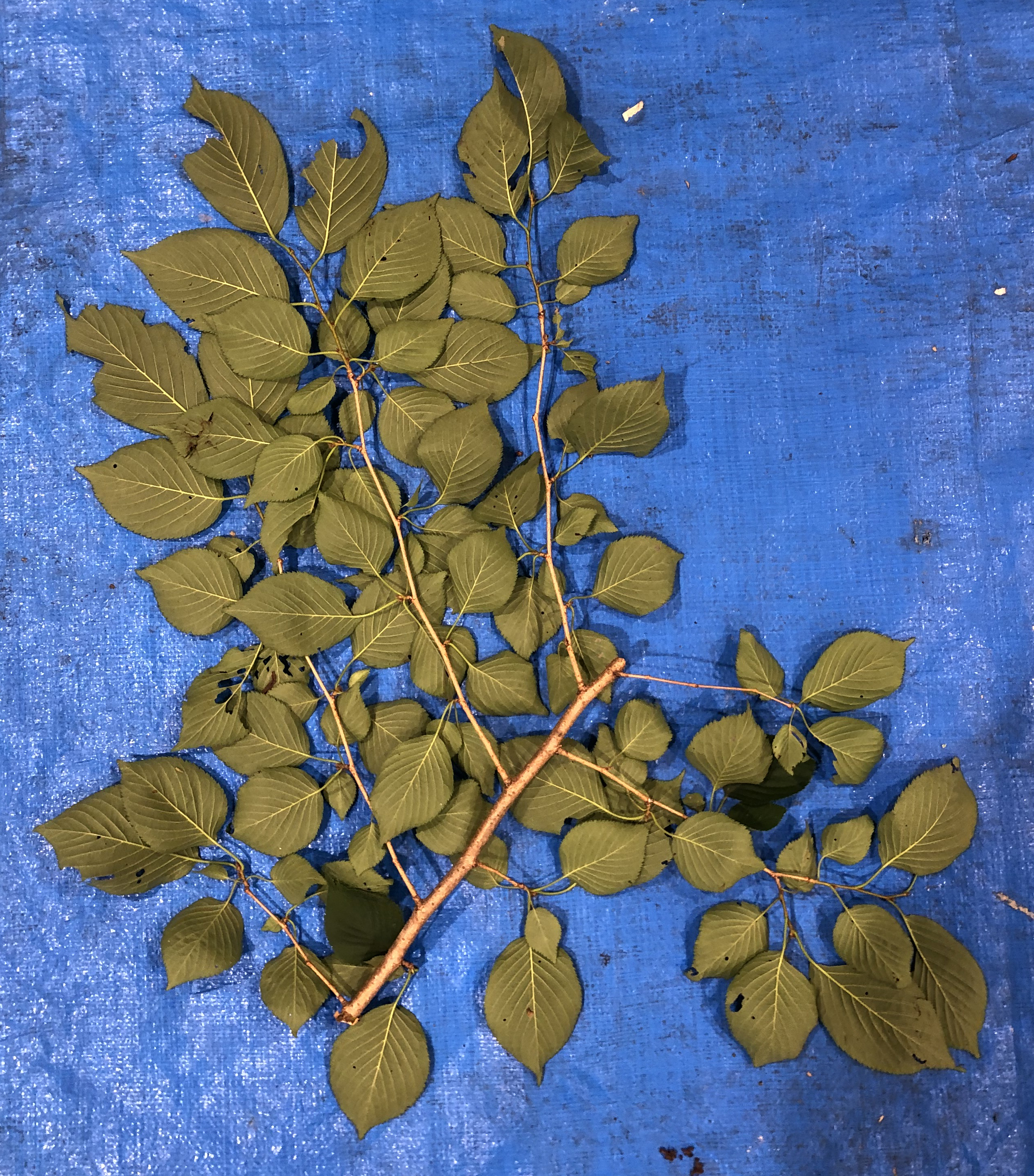 ソメイヨシノ - Prunus × yedoensis