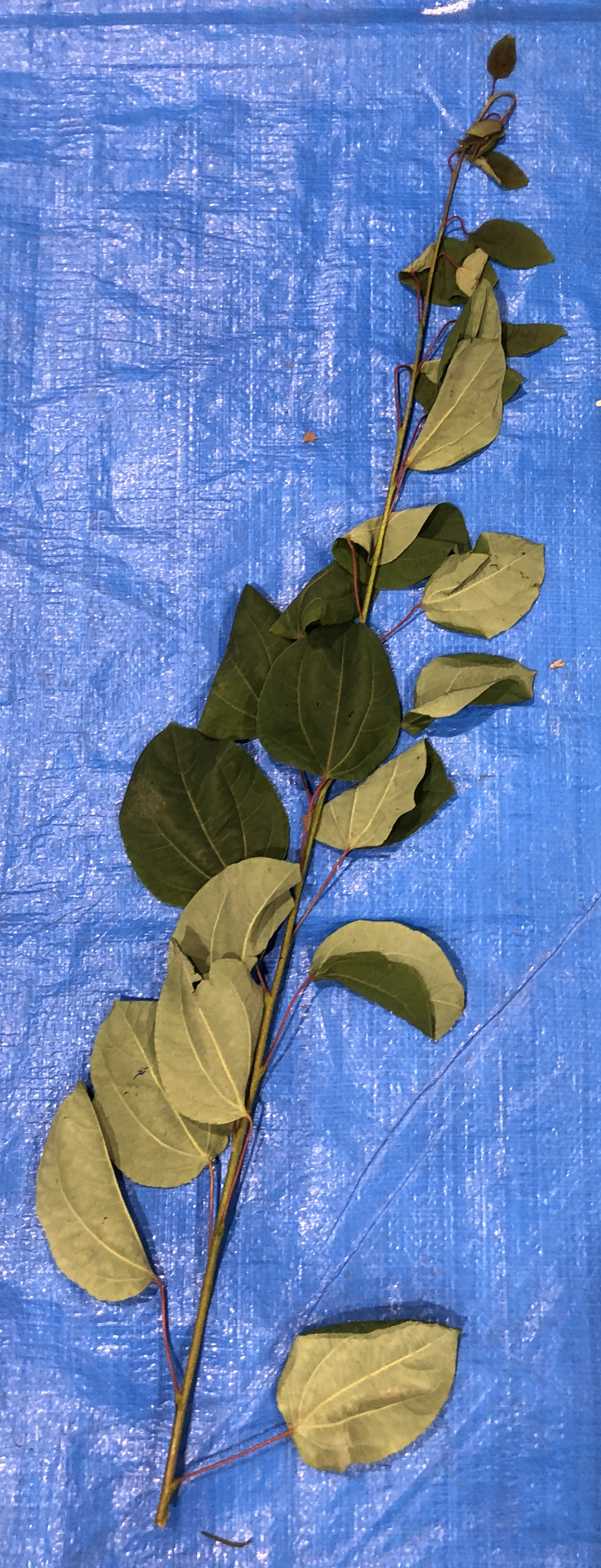 シダレカツラ - Cercidiphyllum japonicum