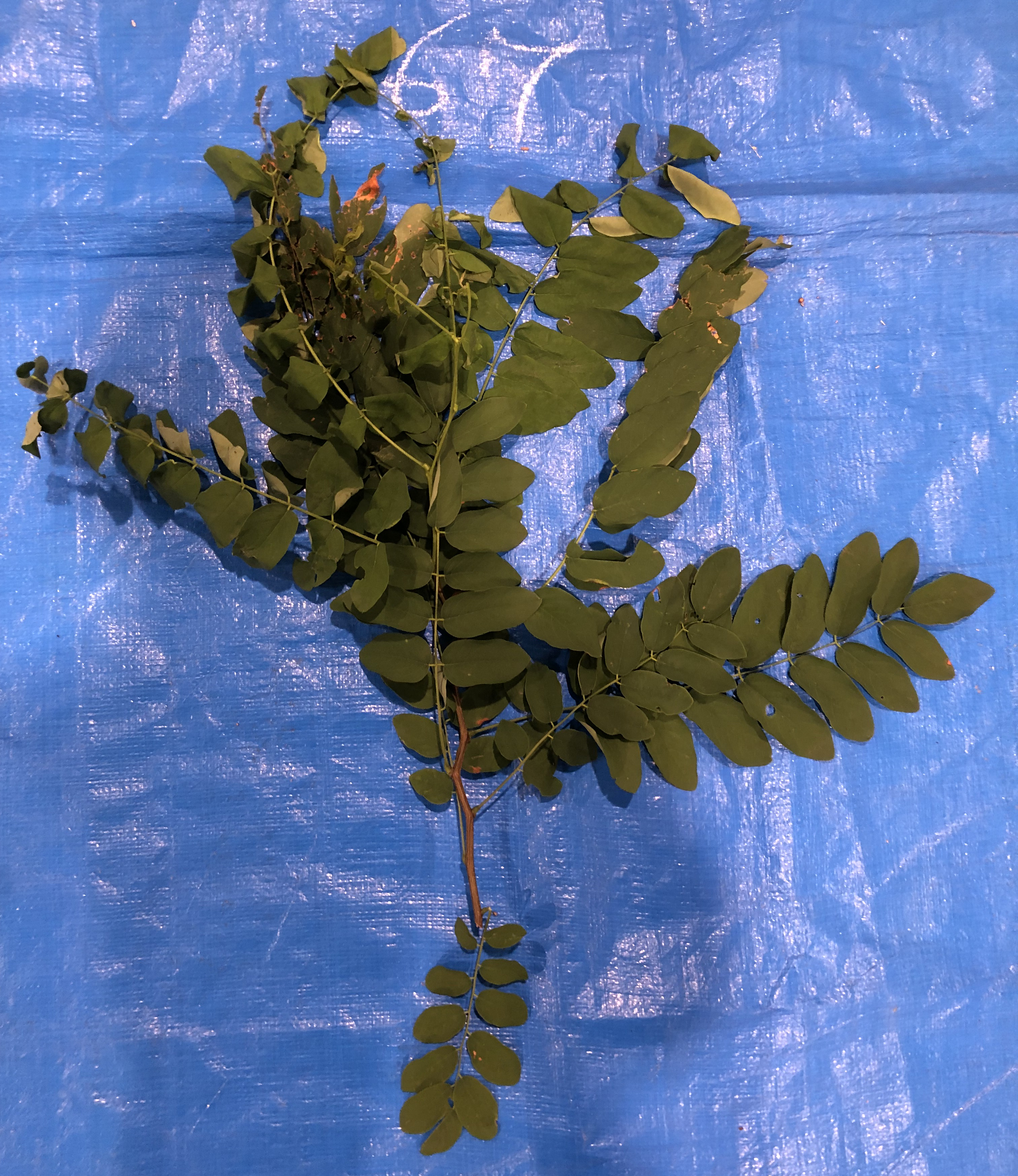 ニセアカシア - Robinia pseudoacacia