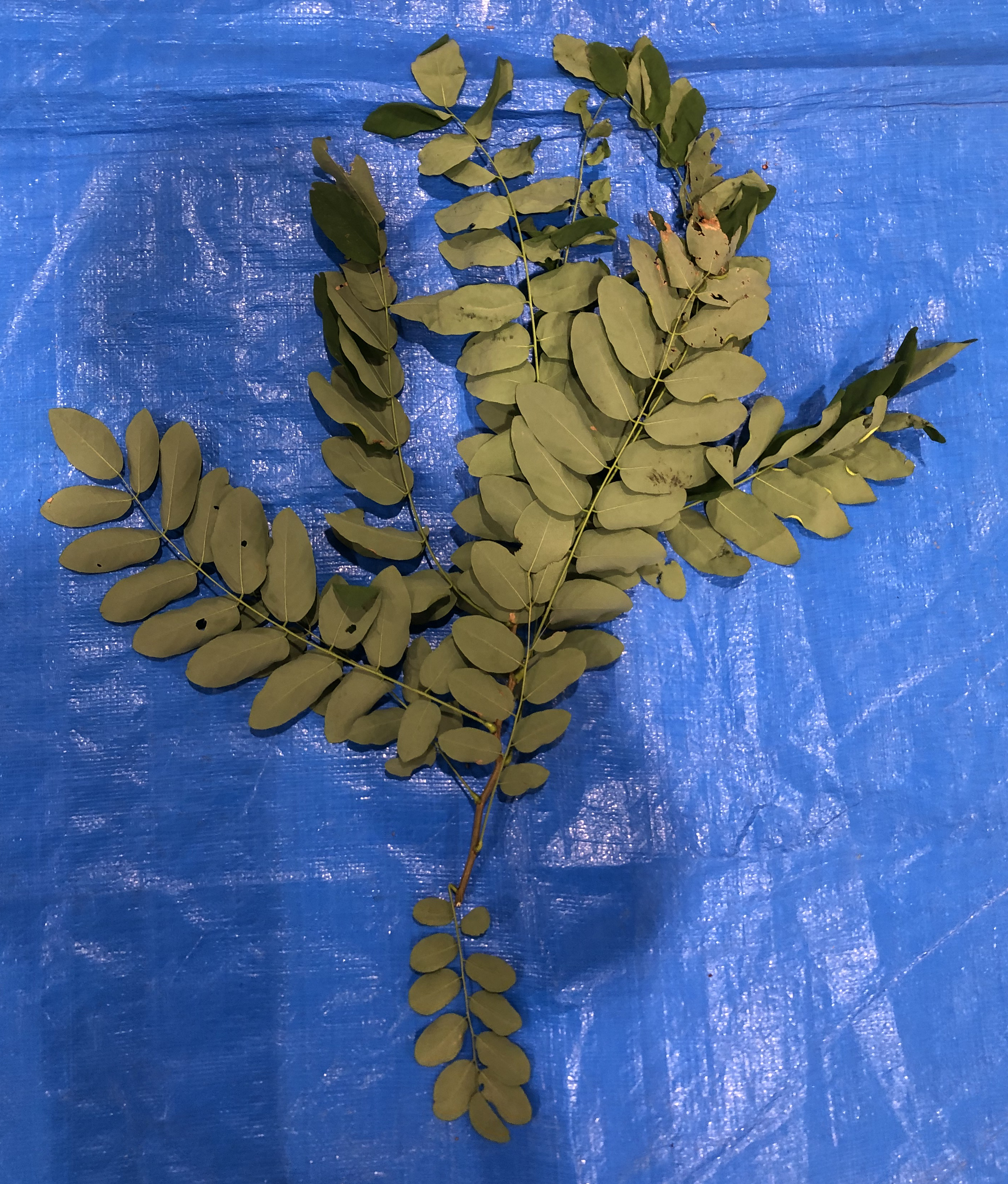 ニセアカシア - Robinia pseudoacacia