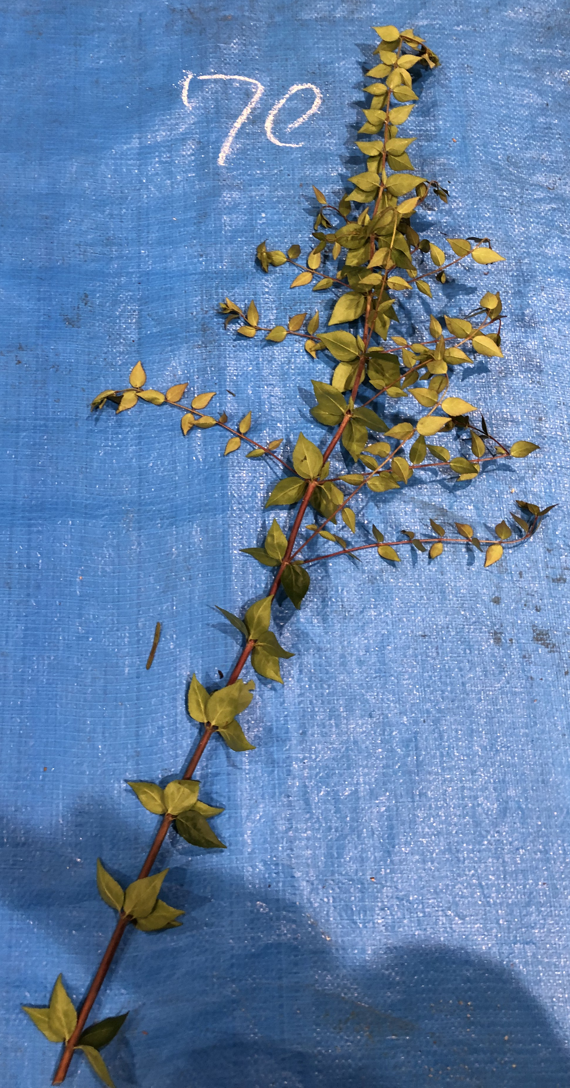 アベリア - Abelia x grandiflora