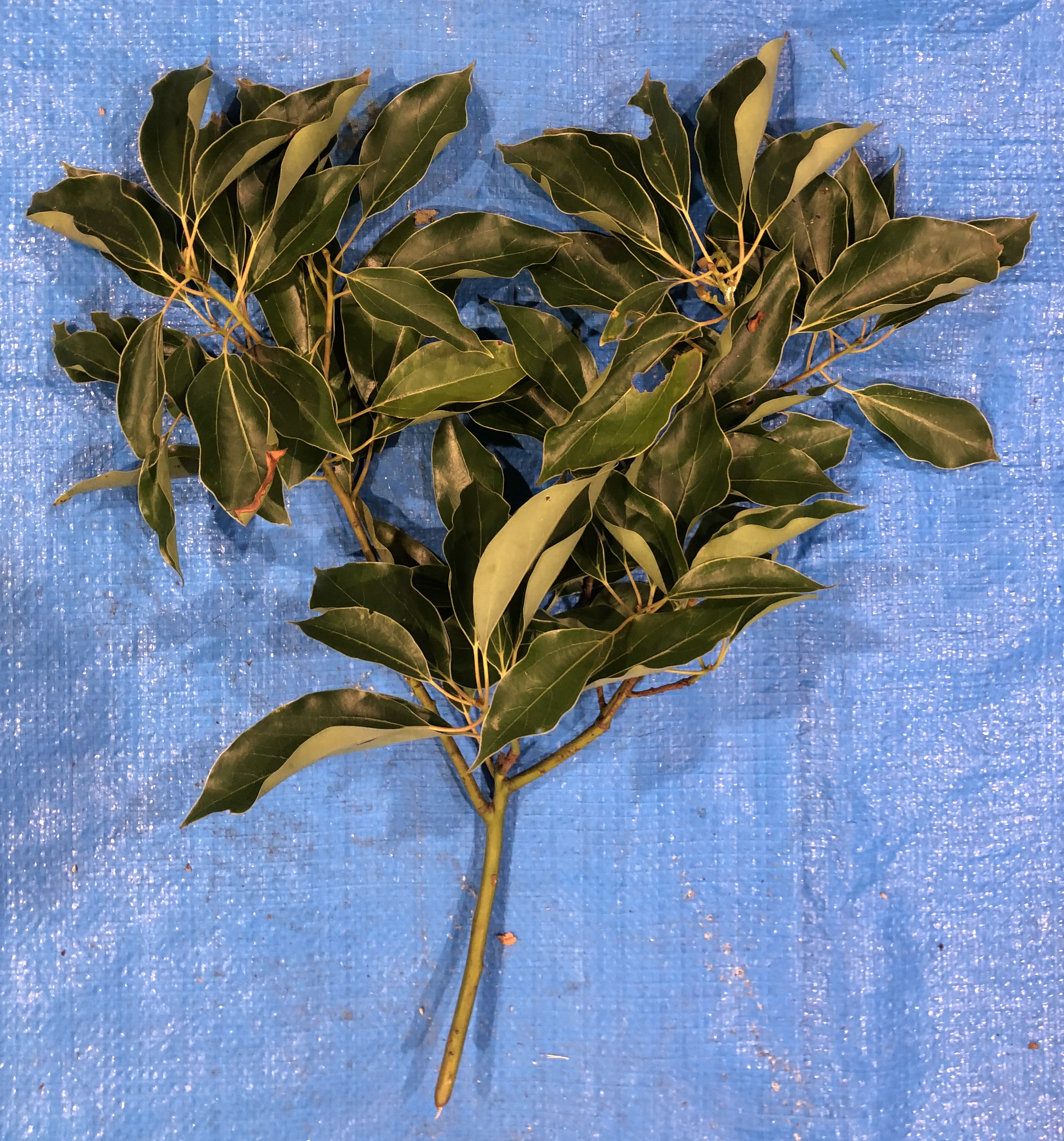 クスノキ - Cinnamomum camphora