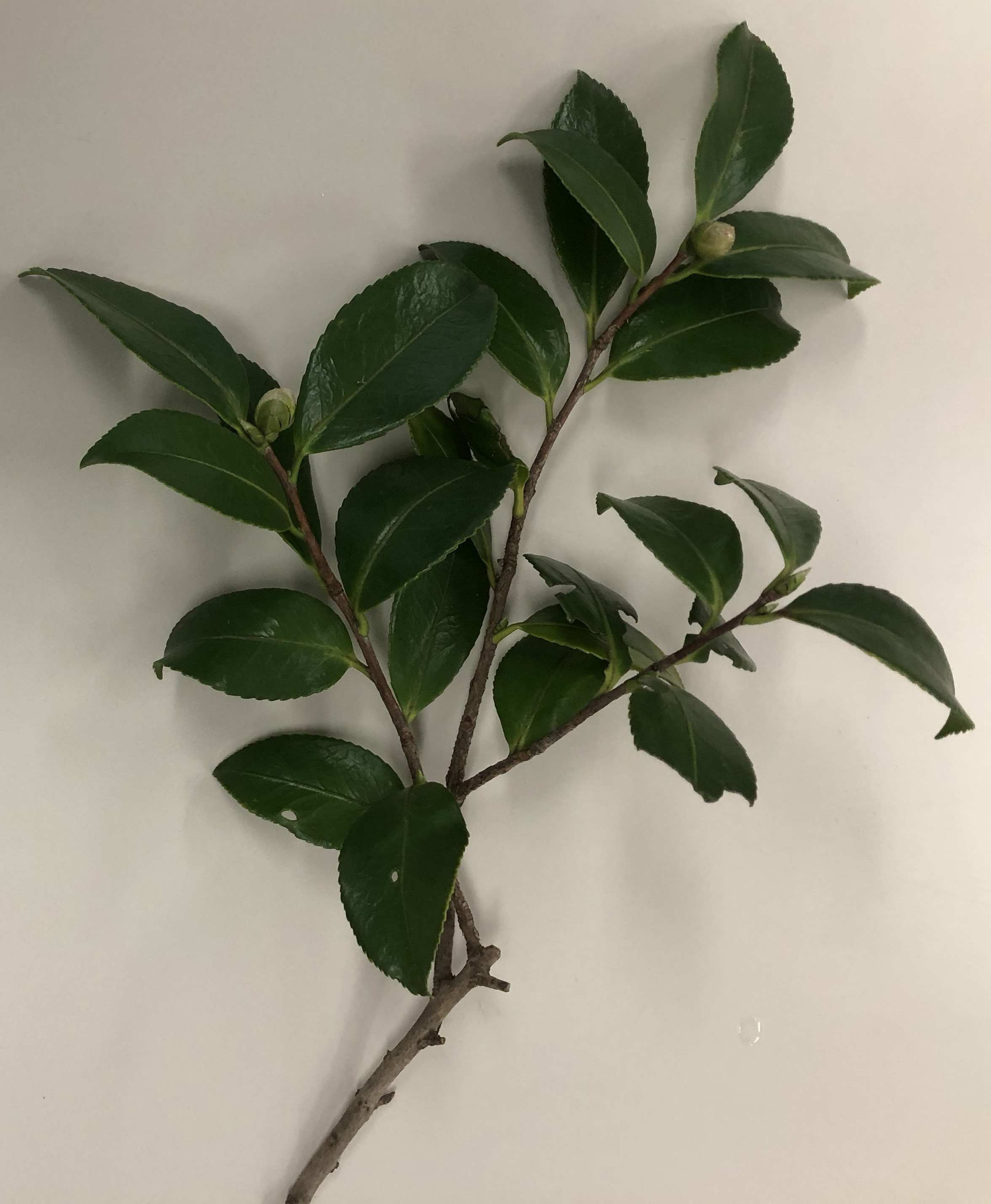 サザンカ - Camellia sasanqua