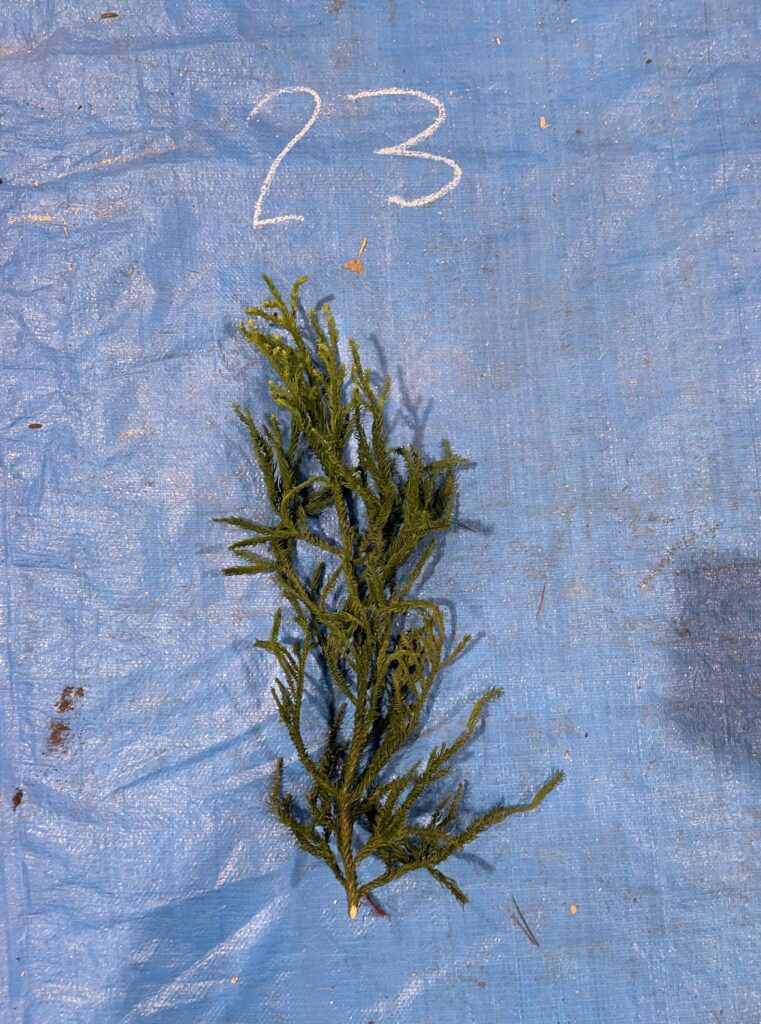 スギ - Cryptomeria japonica