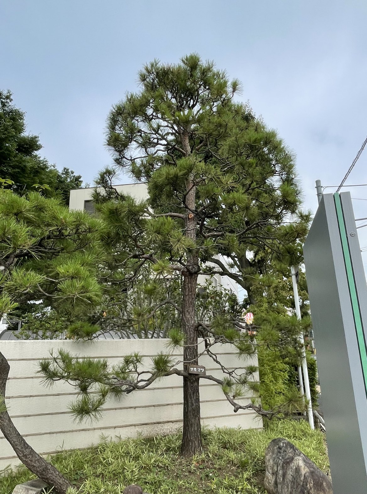 アカマツ – Pinus densiflora | Plant Guide