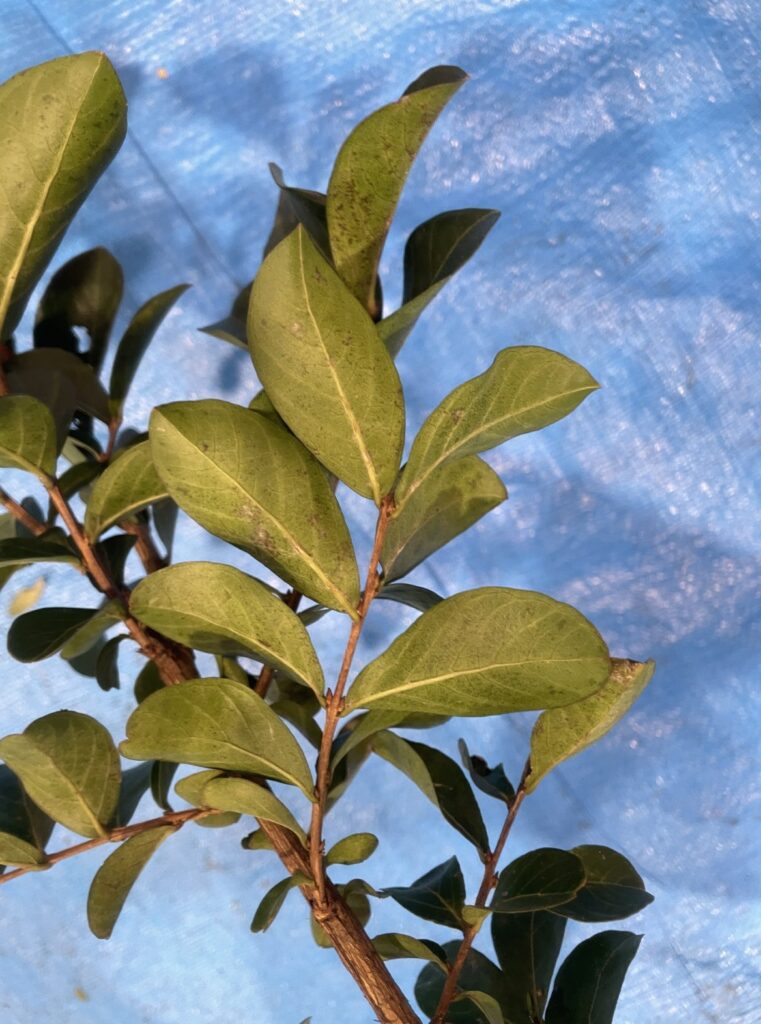 サルスベリ - Lagerstroemia indica