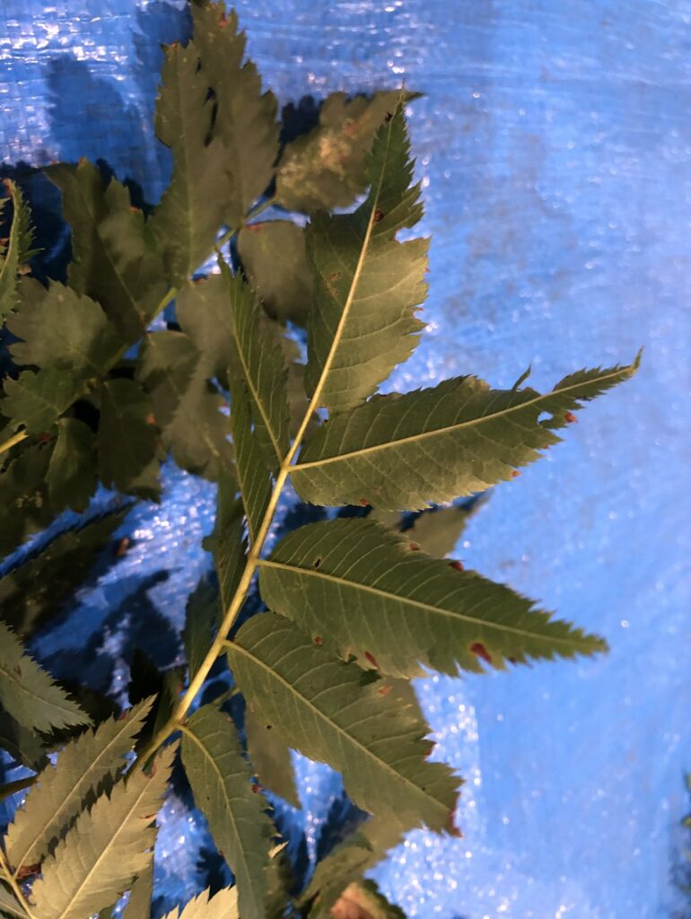 ナナカマド - Sorbus commixta