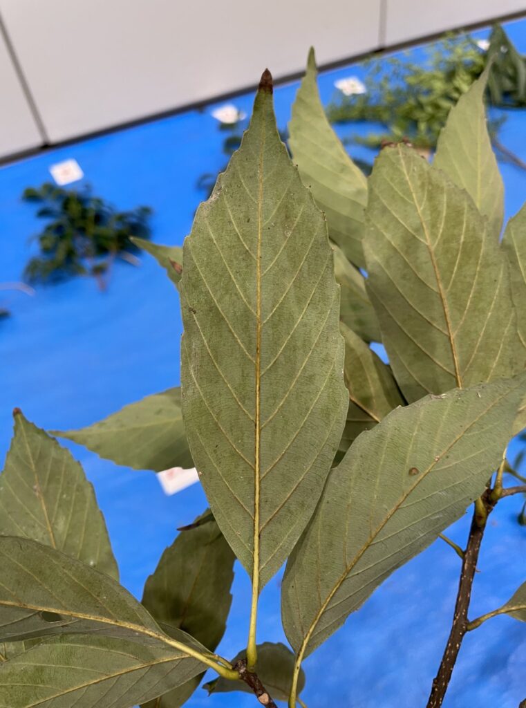 Quercus glauca - アラカシ