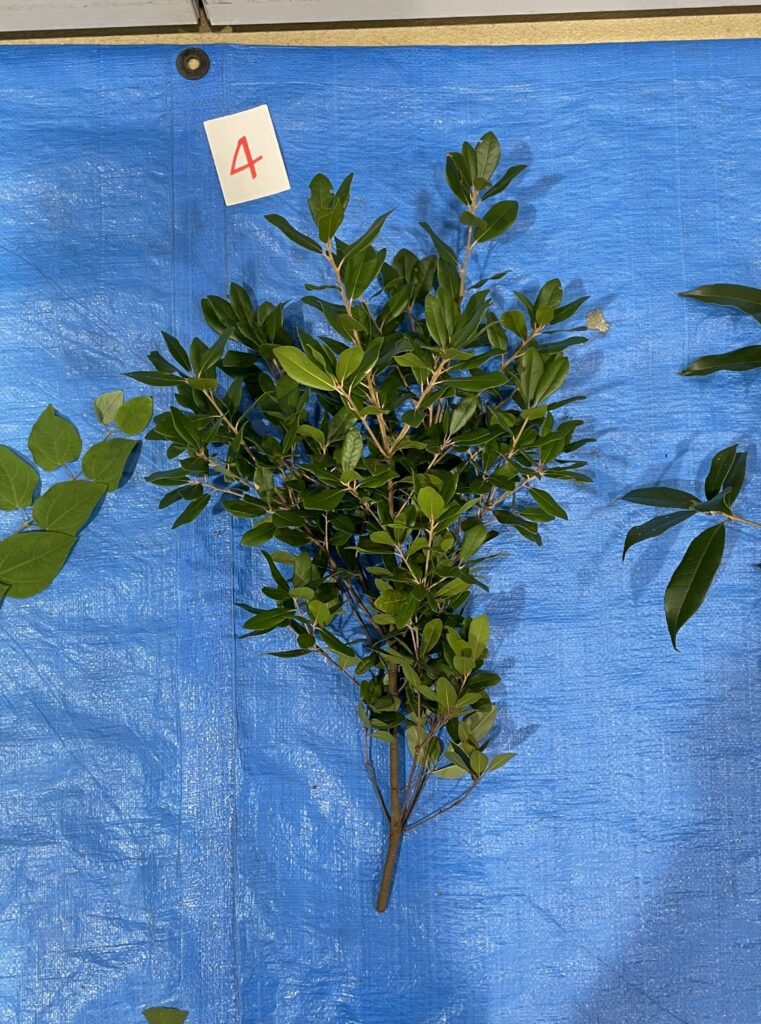 Quercus phillyraeoides - ウバメガシ