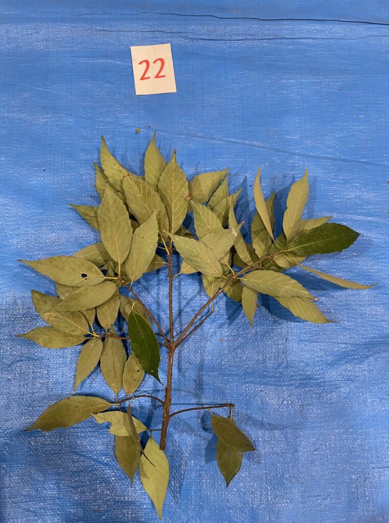 Quercus glauca - アラカシ