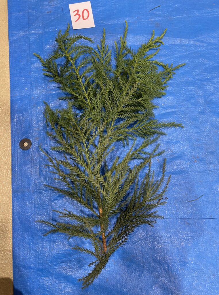 スギ - Cryptomeria japonica