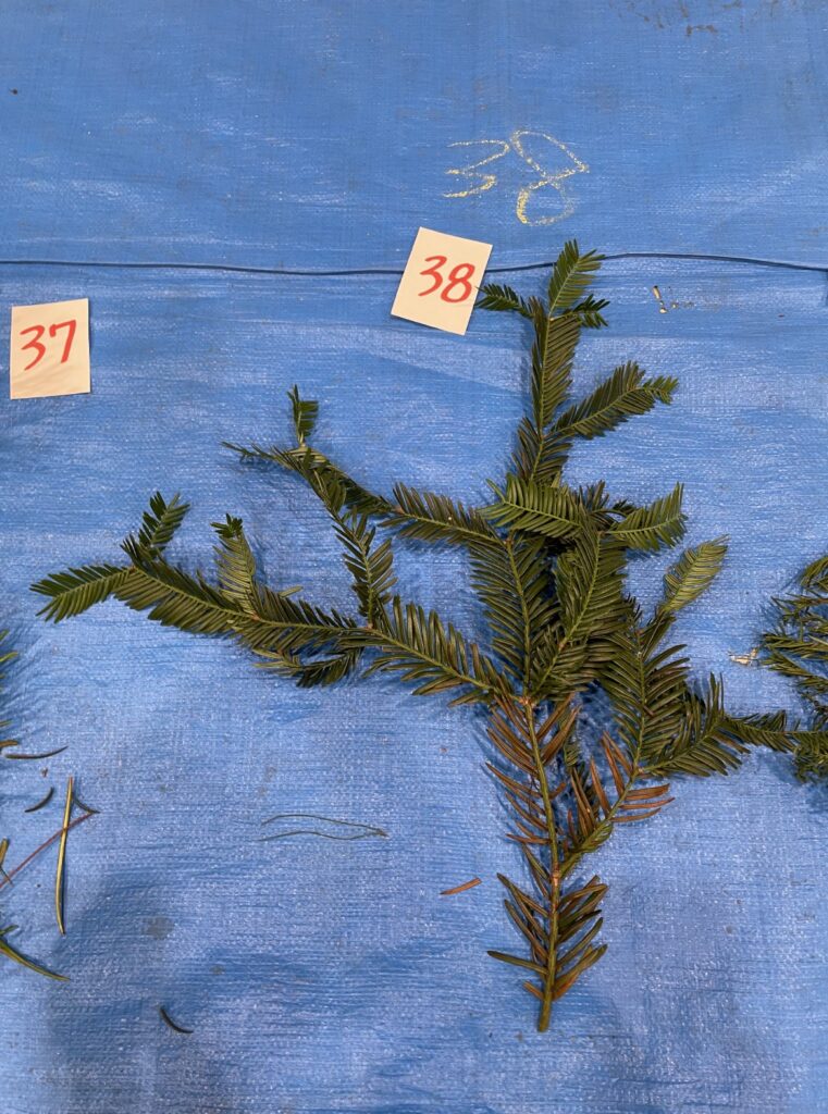 イヌガヤ - Cephalotaxus harringtonia