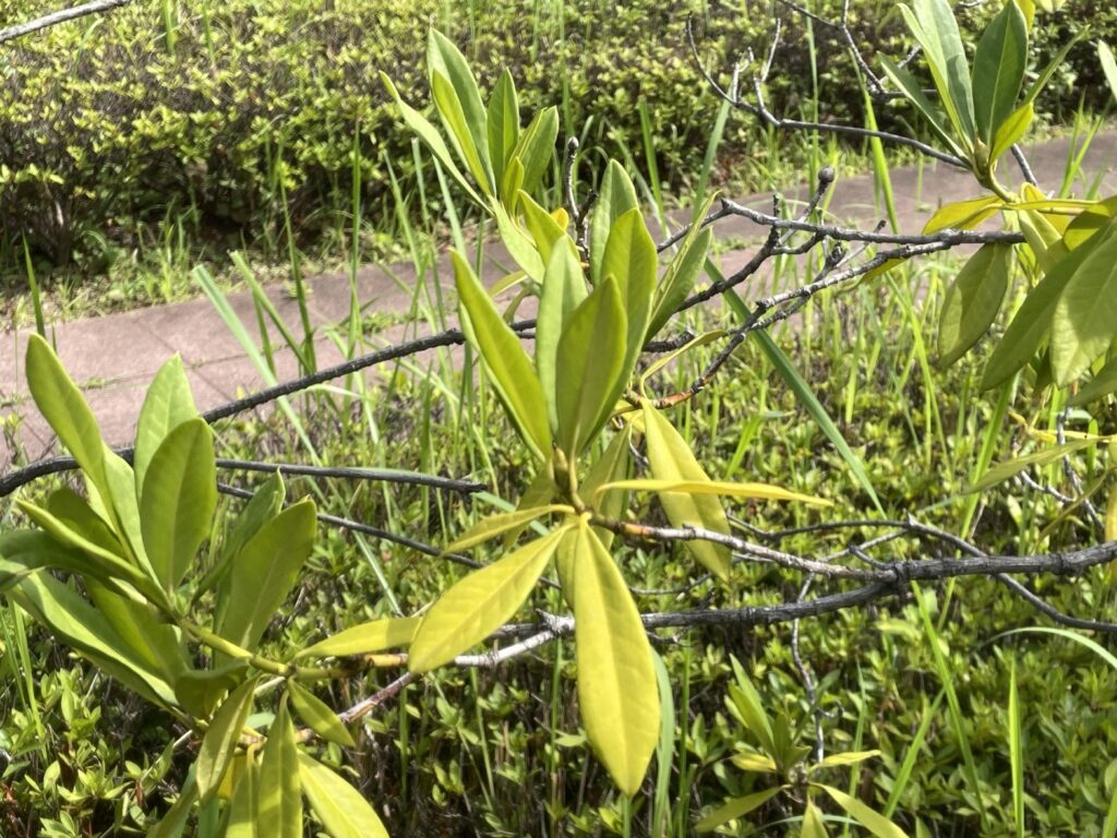 カルミア(カルミヤ) - Kalmia latifolia / セイヨウシャクナゲ - カルミヤ – Kalmia latifolia / セイヨウシャクナゲ – Rhododendron x hybridum