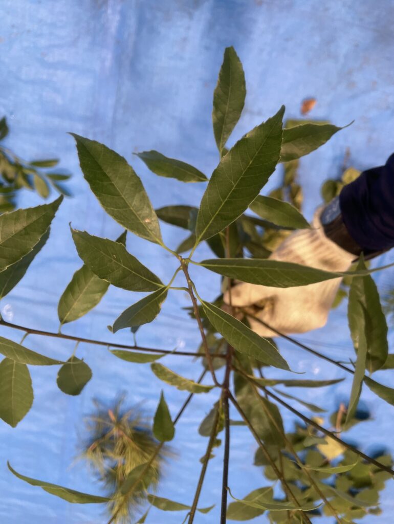 シラカシ - Quercus myrsinifolia