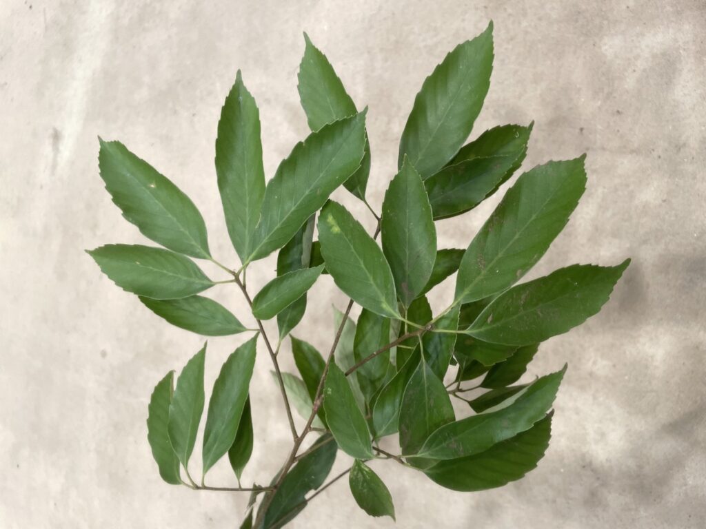 Quercus glauca - アラカシ