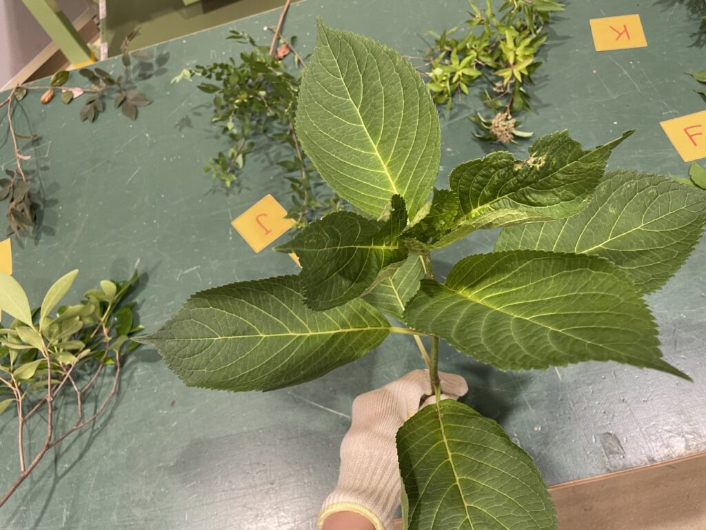 アジサイ - Hydrangea macrophylla