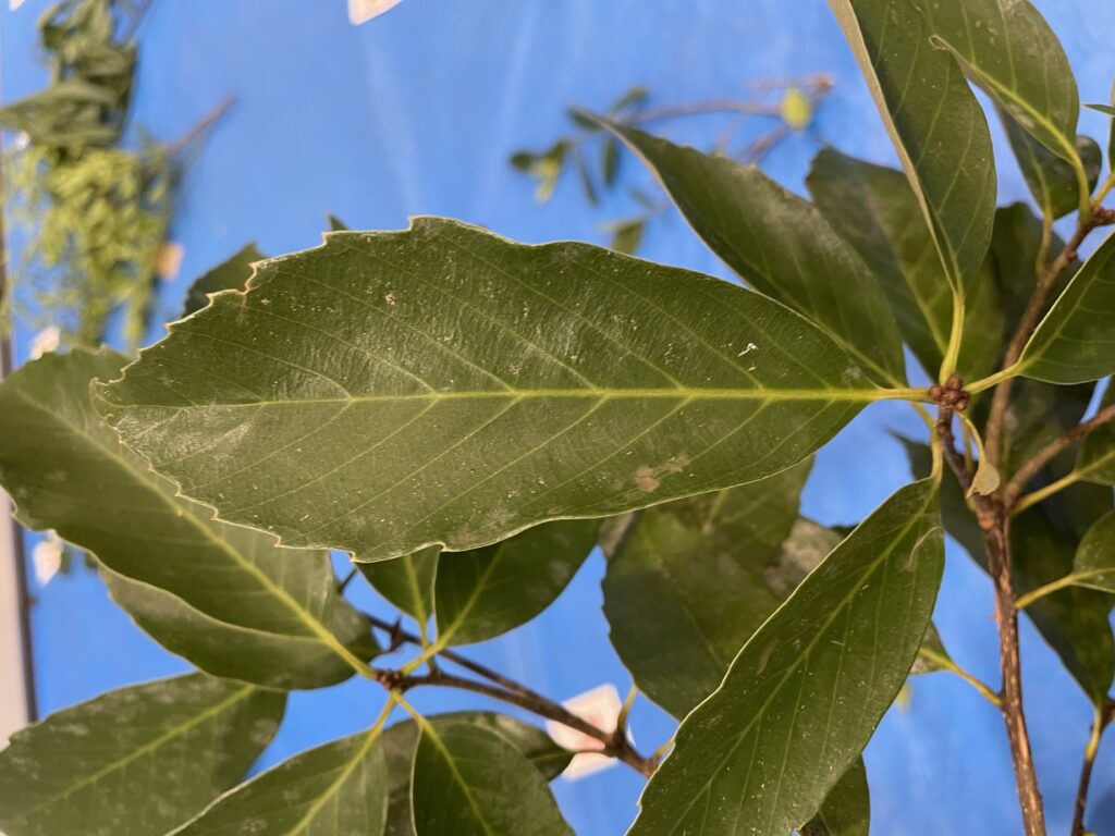 Quercus glauca - アラカシ