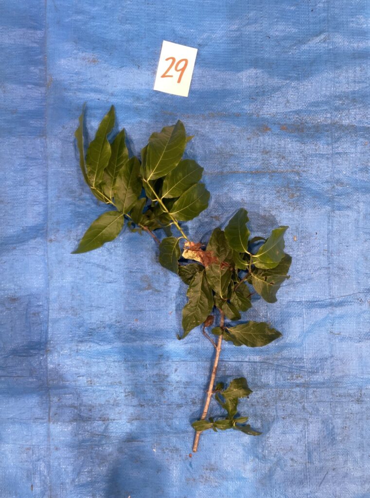 ロウバイ - Chimonanthus praecox