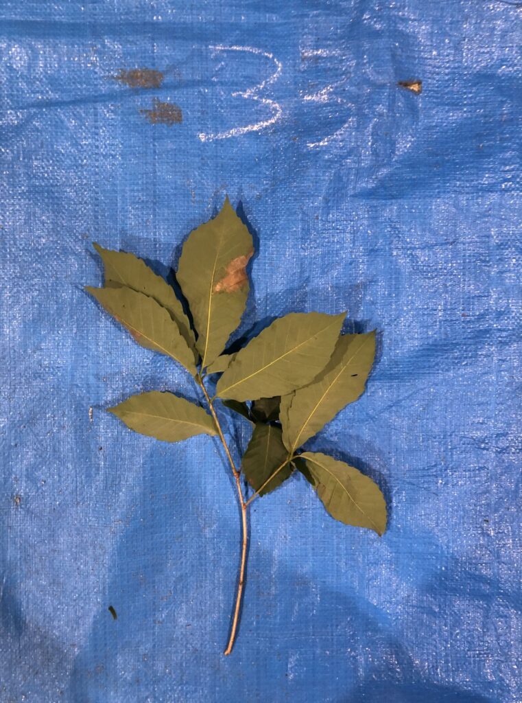 コナラ - Quercus serrata