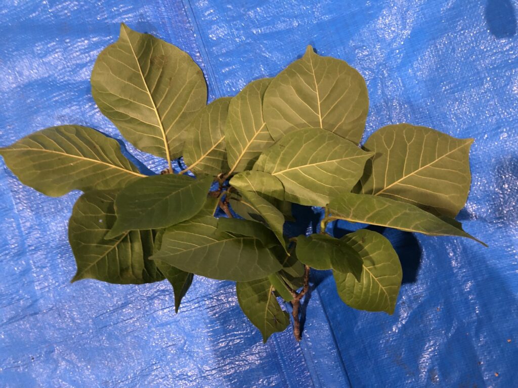 ハクモクレン - Magnolia denudata