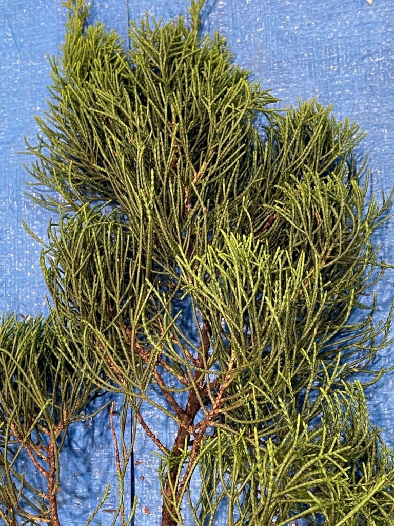 カイズカイブキ - Juniperus chinensis 'Kaizuka'