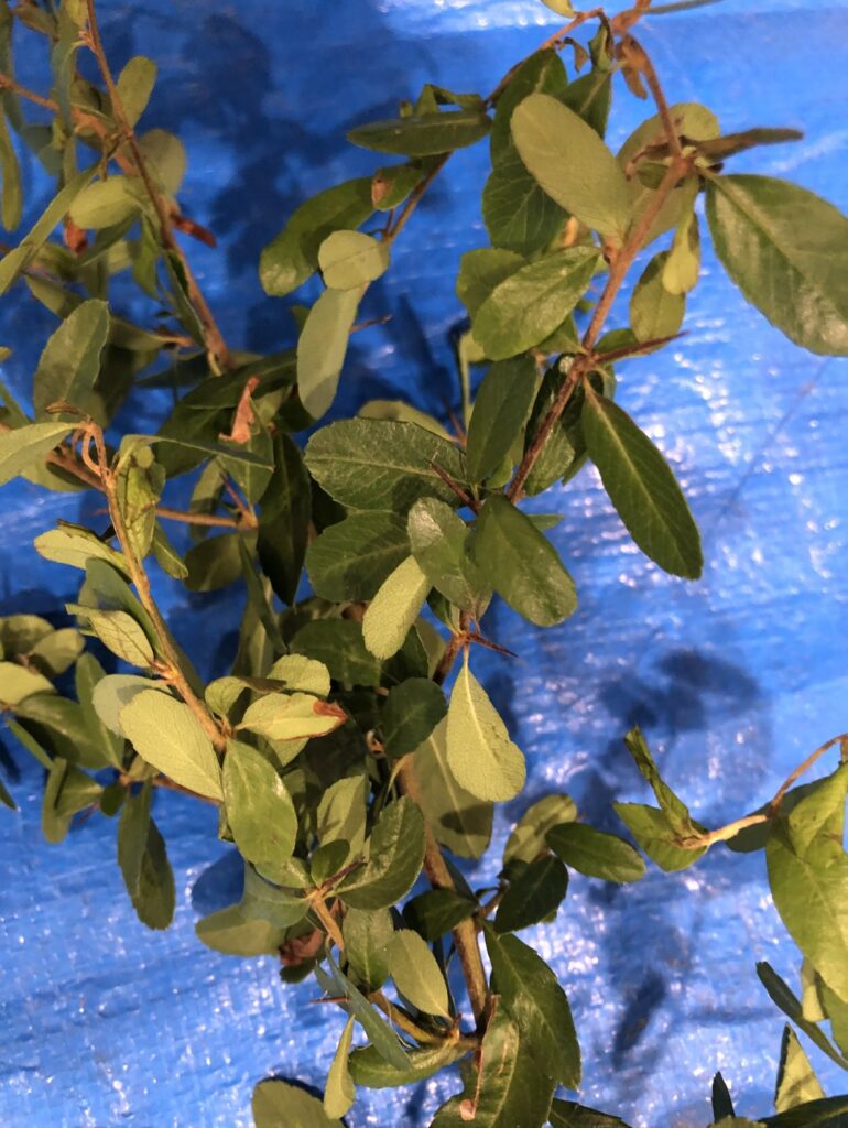 ピラカンサ - Pyracantha crenulata