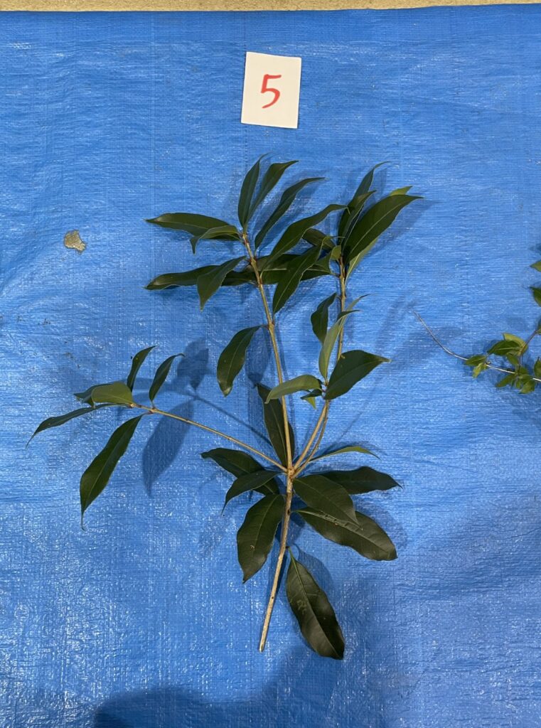 キンモクセイ - Osmanthus fragrans var. aurantiacus