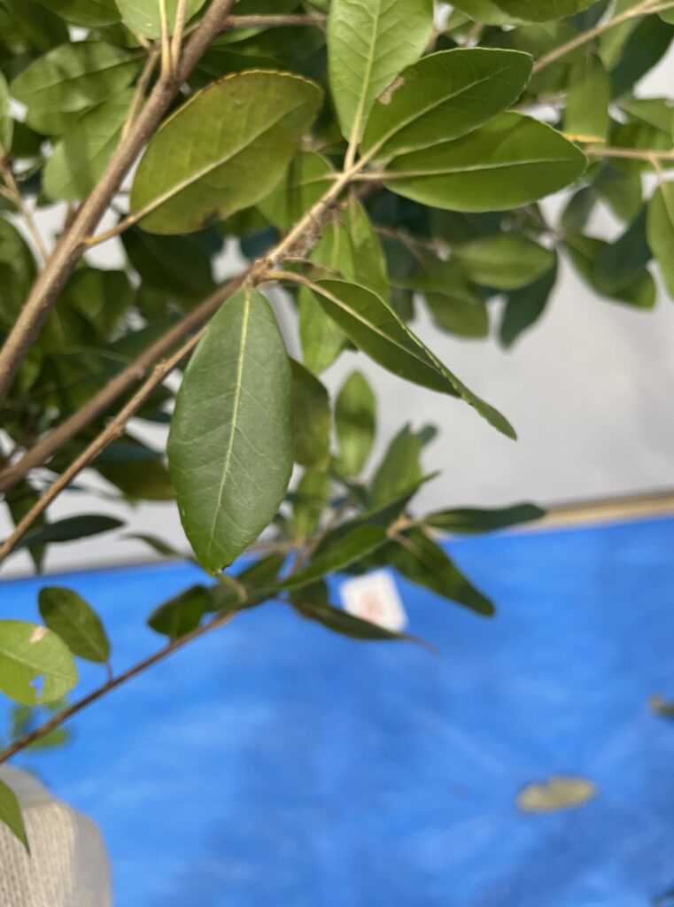 Quercus phillyraeoides - ウバメガシ