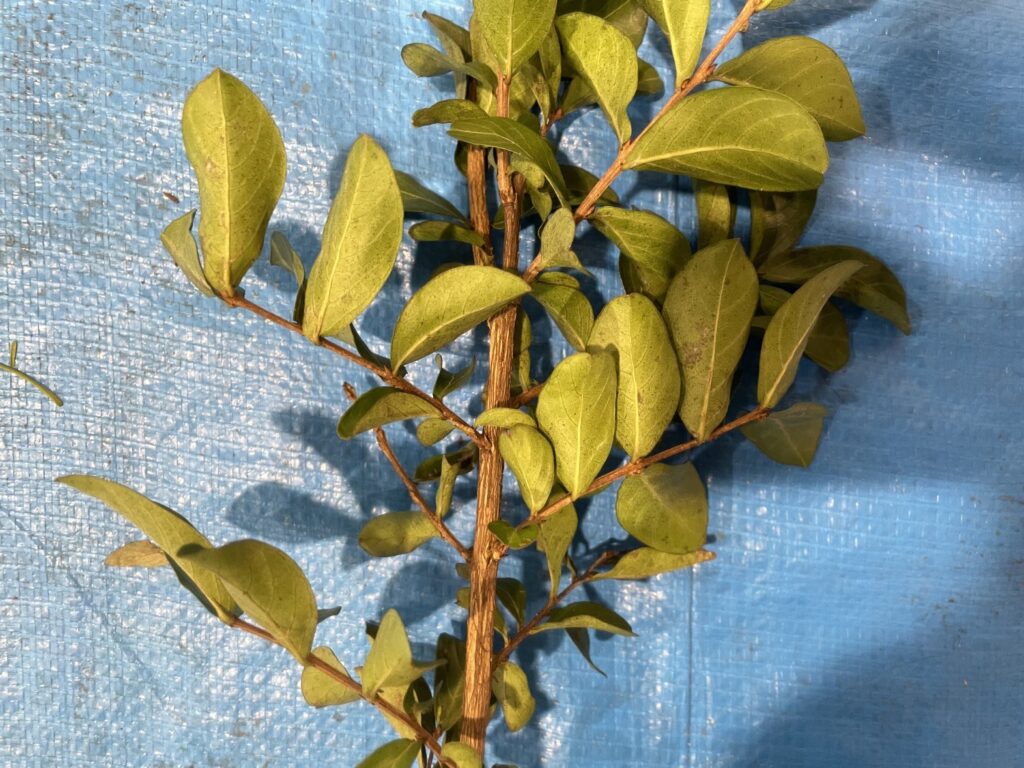 サルスベリ - Lagerstroemia indica