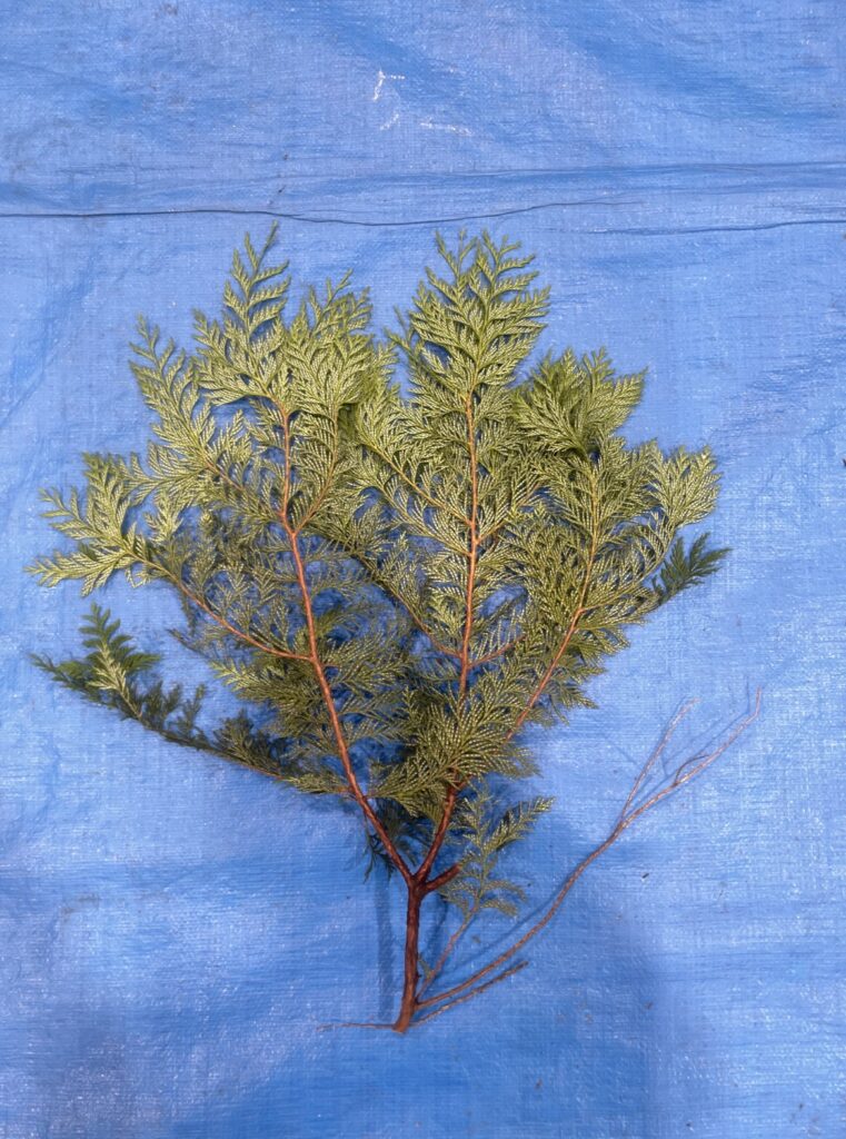 サワラ - Chamaecyparis pisifera