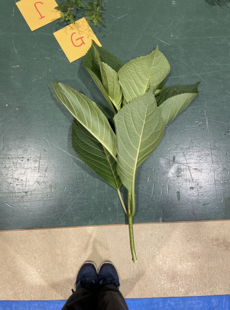 アジサイ - Hydrangea macrophylla