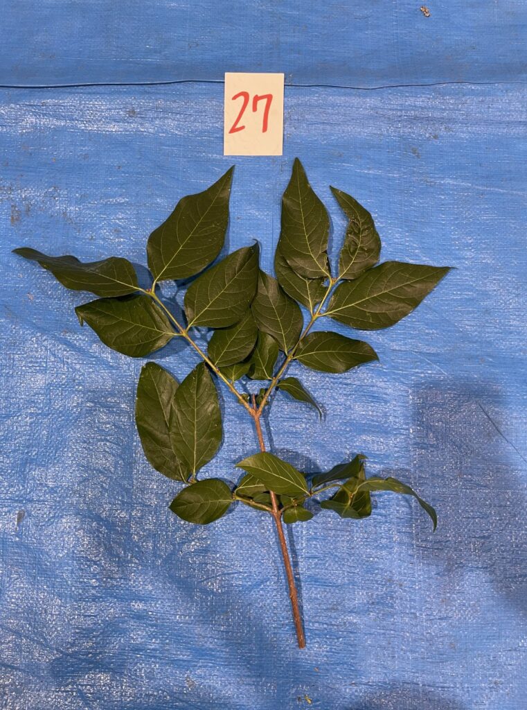 ロウバイ - Chimonanthus praecox