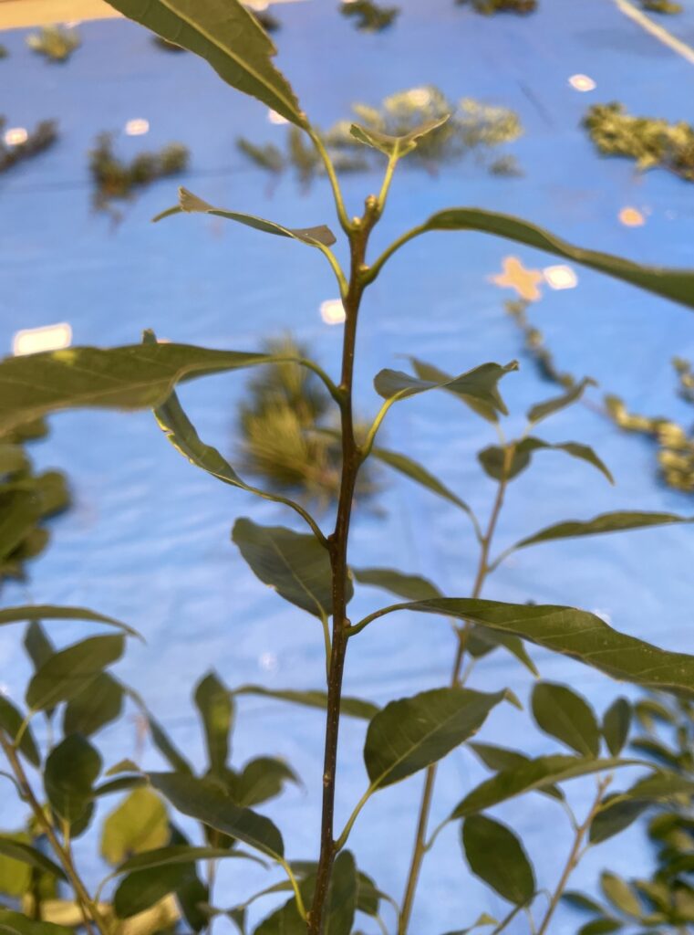 シラカシ - Quercus myrsinifolia