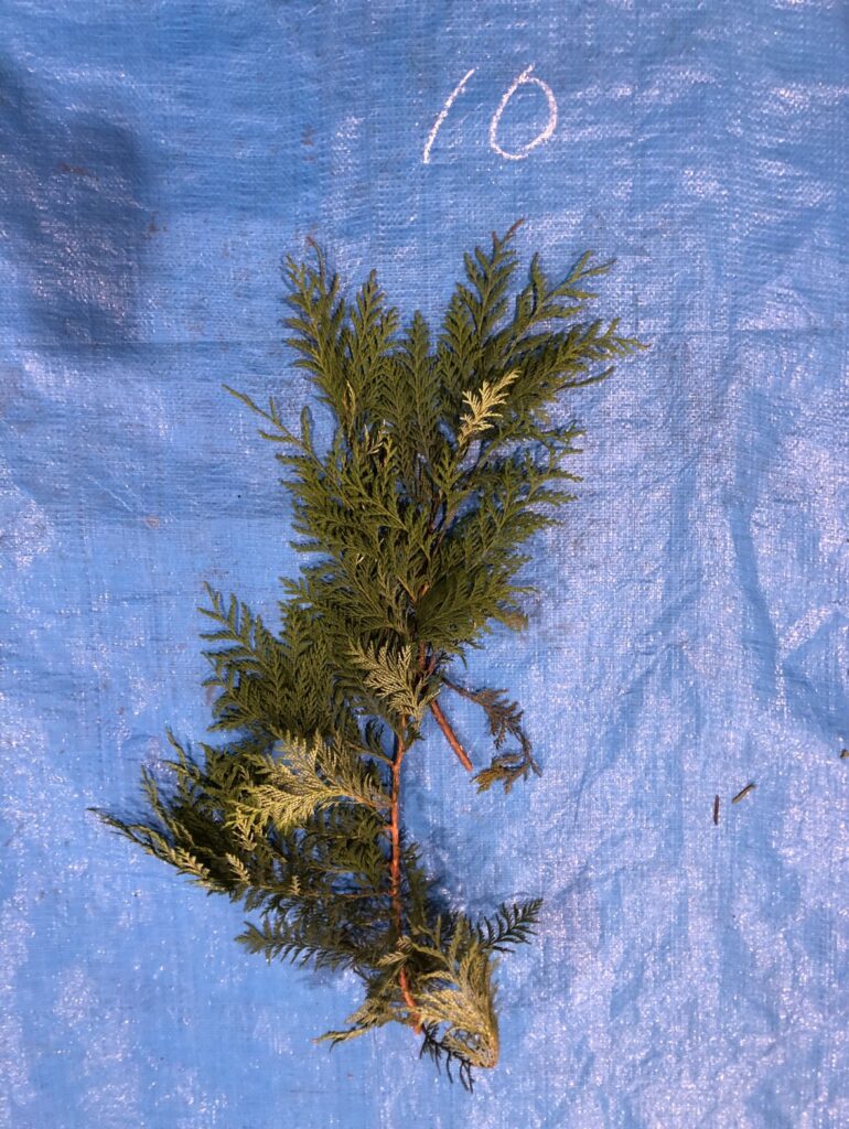 サワラ - Chamaecyparis pisifera