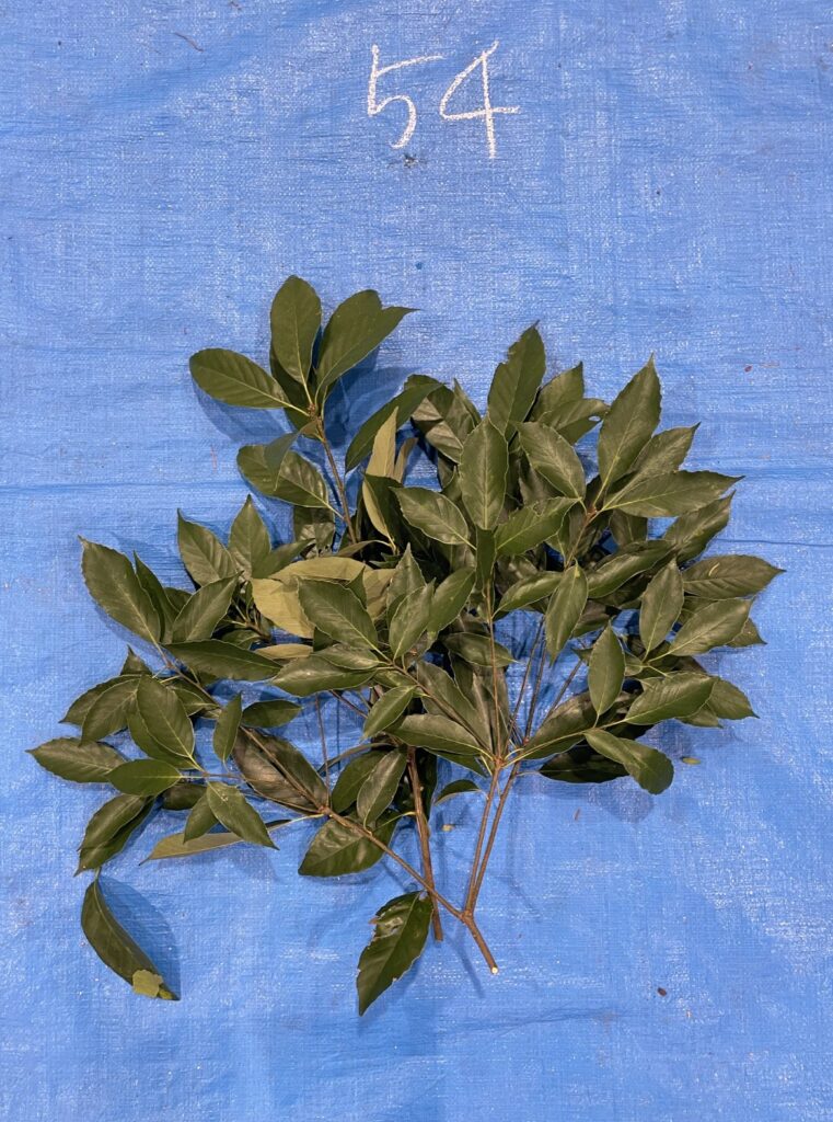 Quercus glauca - アラカシ