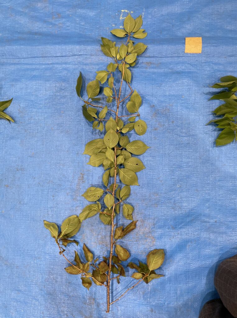 ソメイヨシノ - Prunus × yedoensis