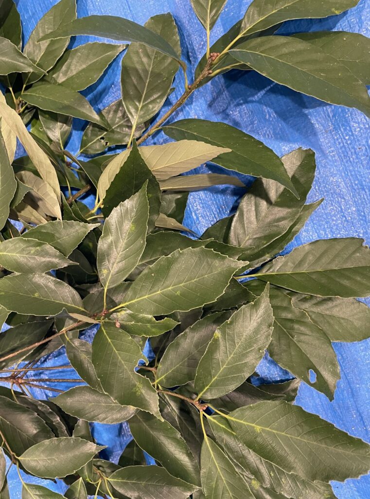 Quercus glauca - アラカシ