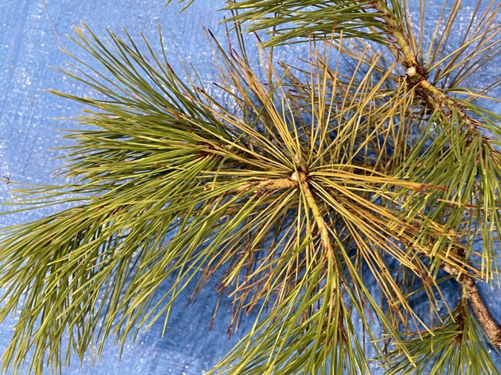 アカマツ - Pinus densiflora