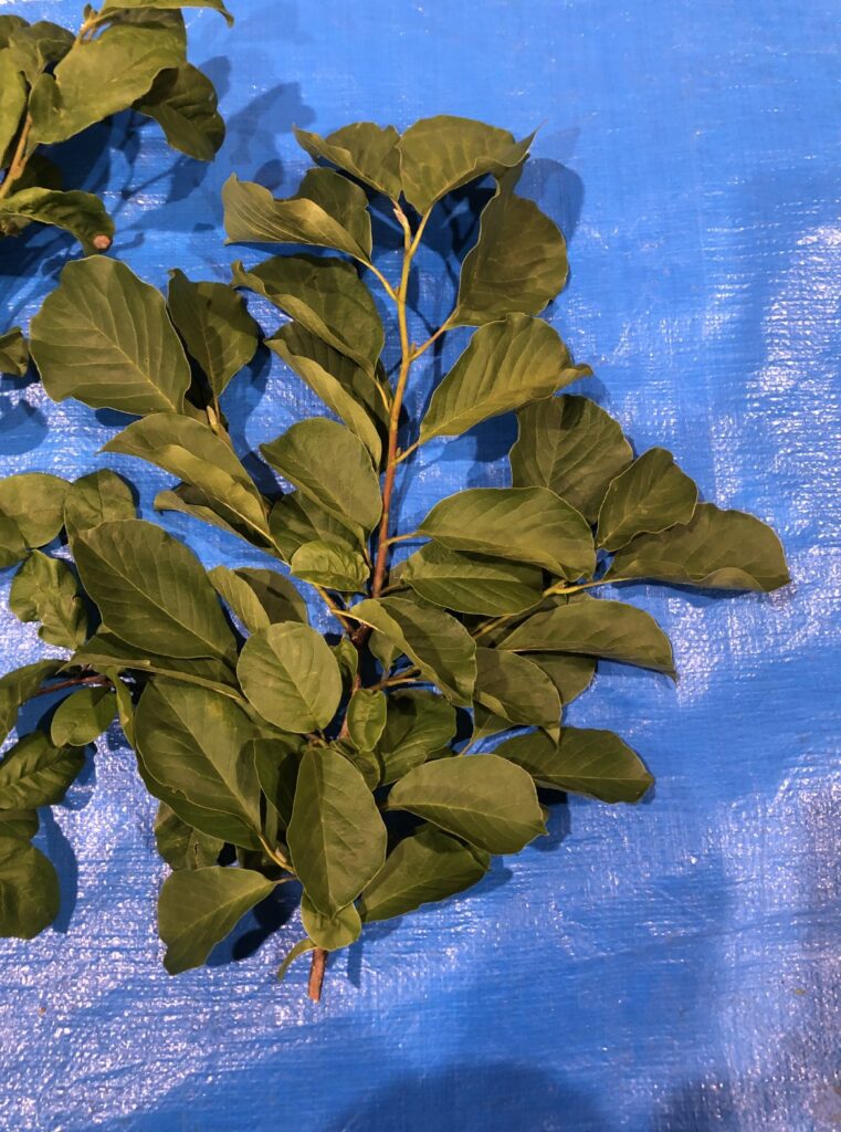 コブシ - Magnolia kobus
